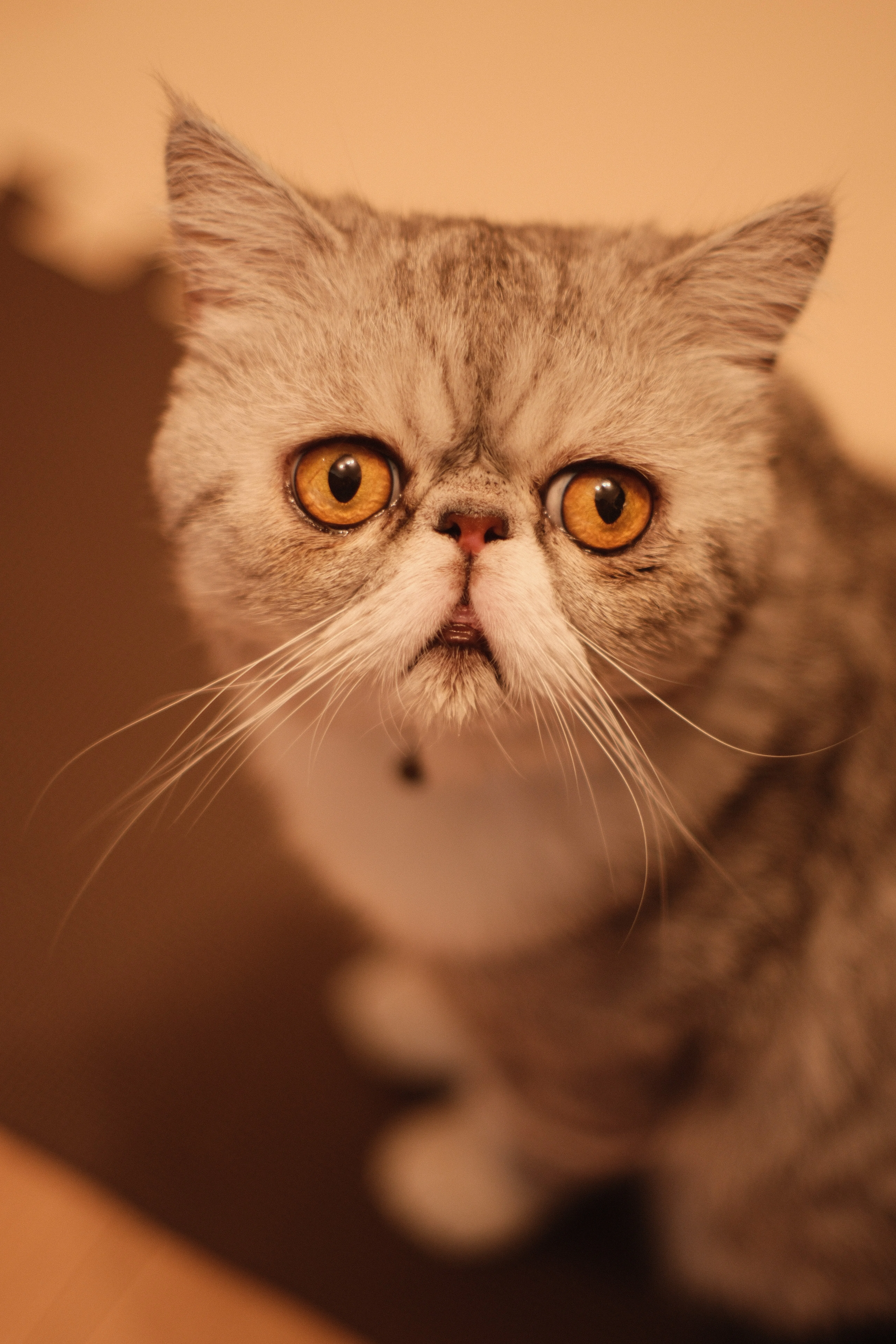 AUTO YASHINON-DX 50mm F1.4｜月曜休み。