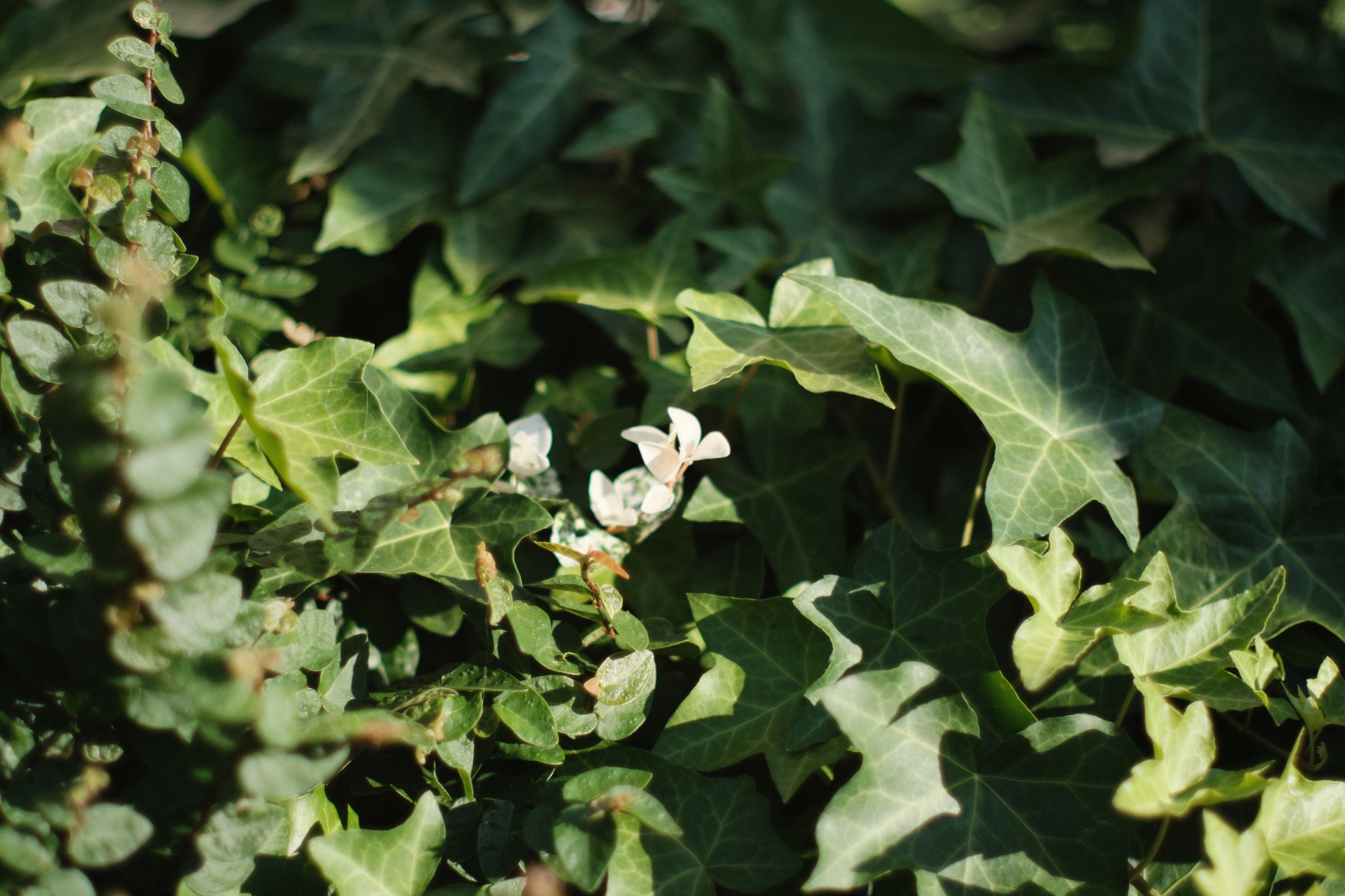 AUTO YASHINON-DX 50mm F1.4｜月曜休み。