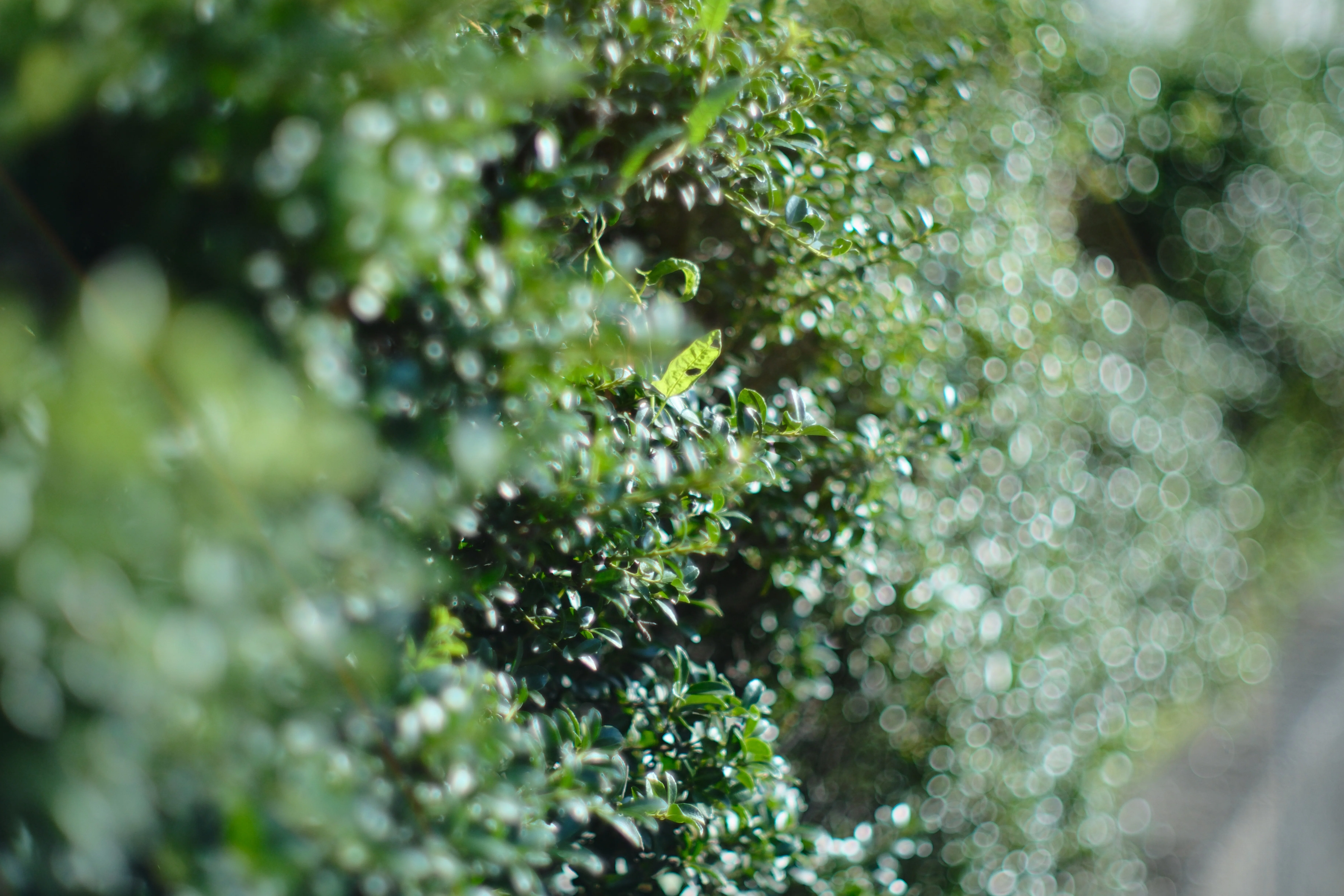 AUTO YASHINON-DX 50mm F1.4｜月曜休み。