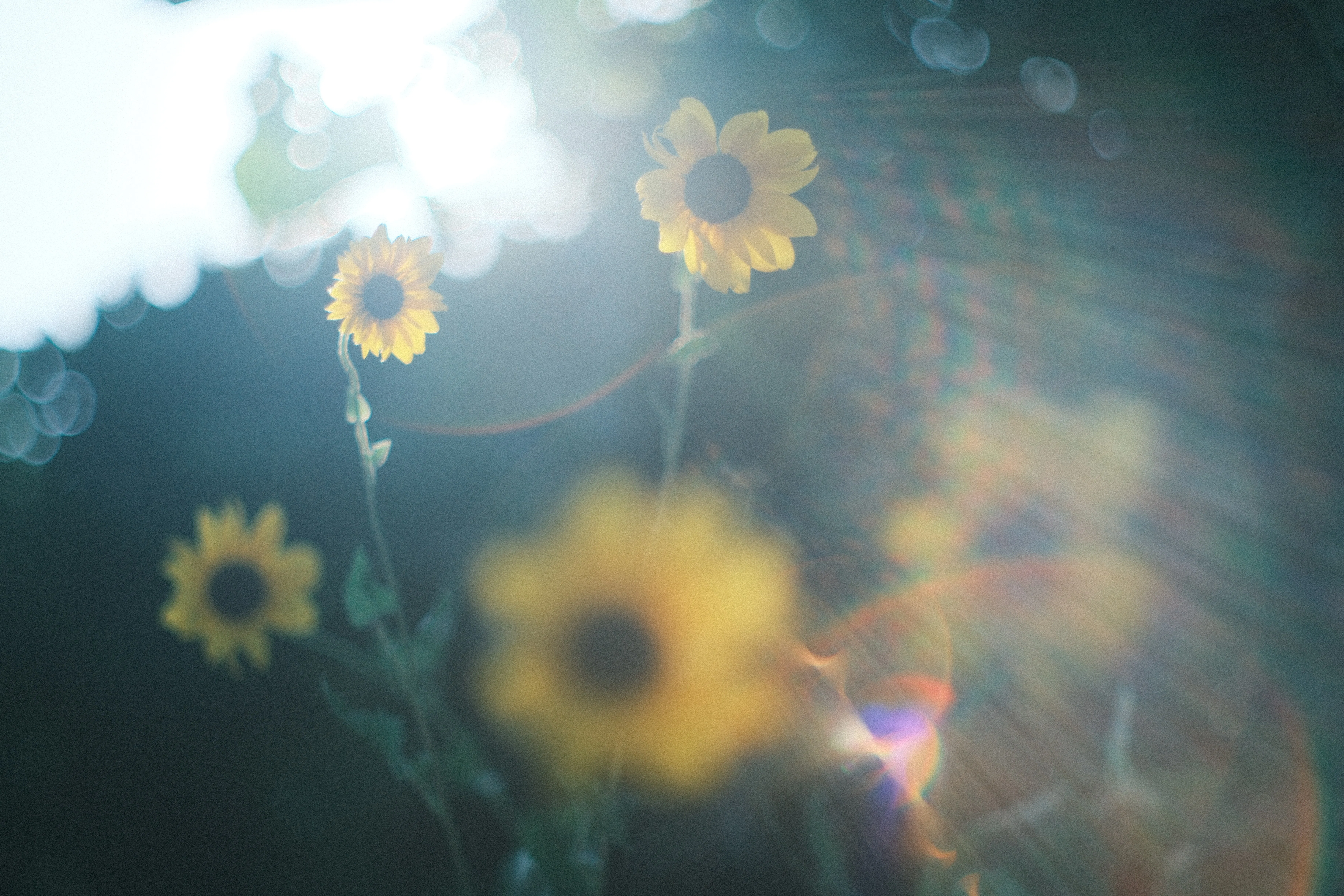 AUTO YASHINON-DX 50mm F1.4｜月曜休み。