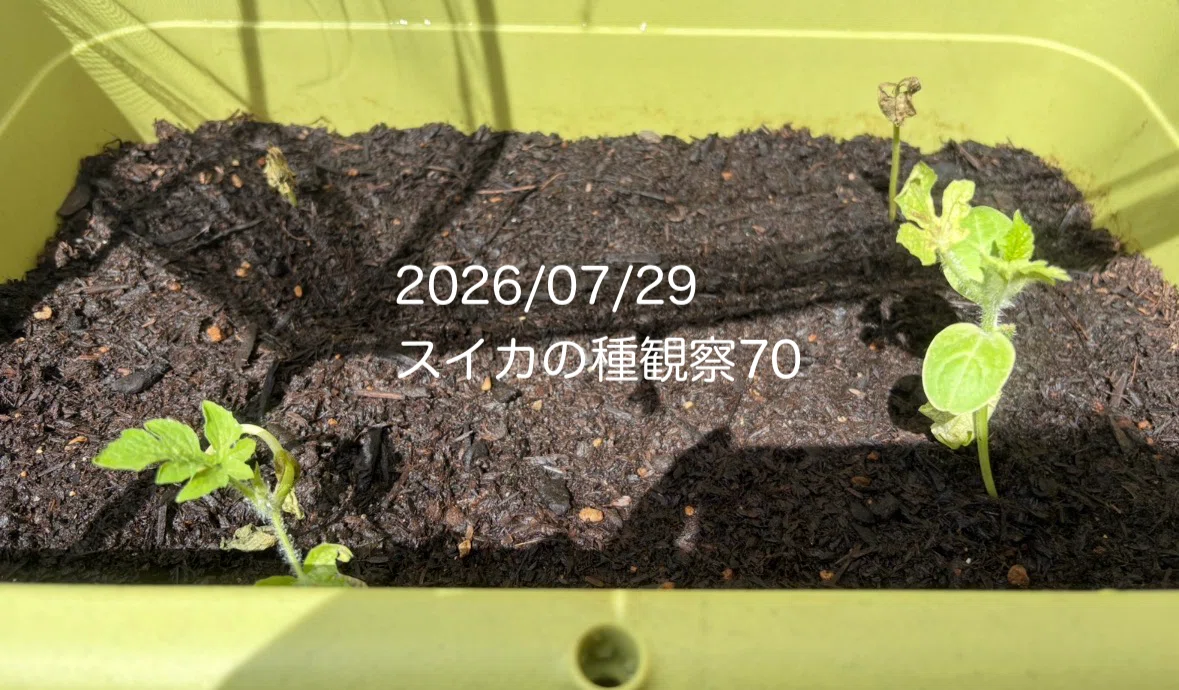 観察日記15】 🍉植え替えから1週間。スイカの苗に変化が❗️｜コツコツ