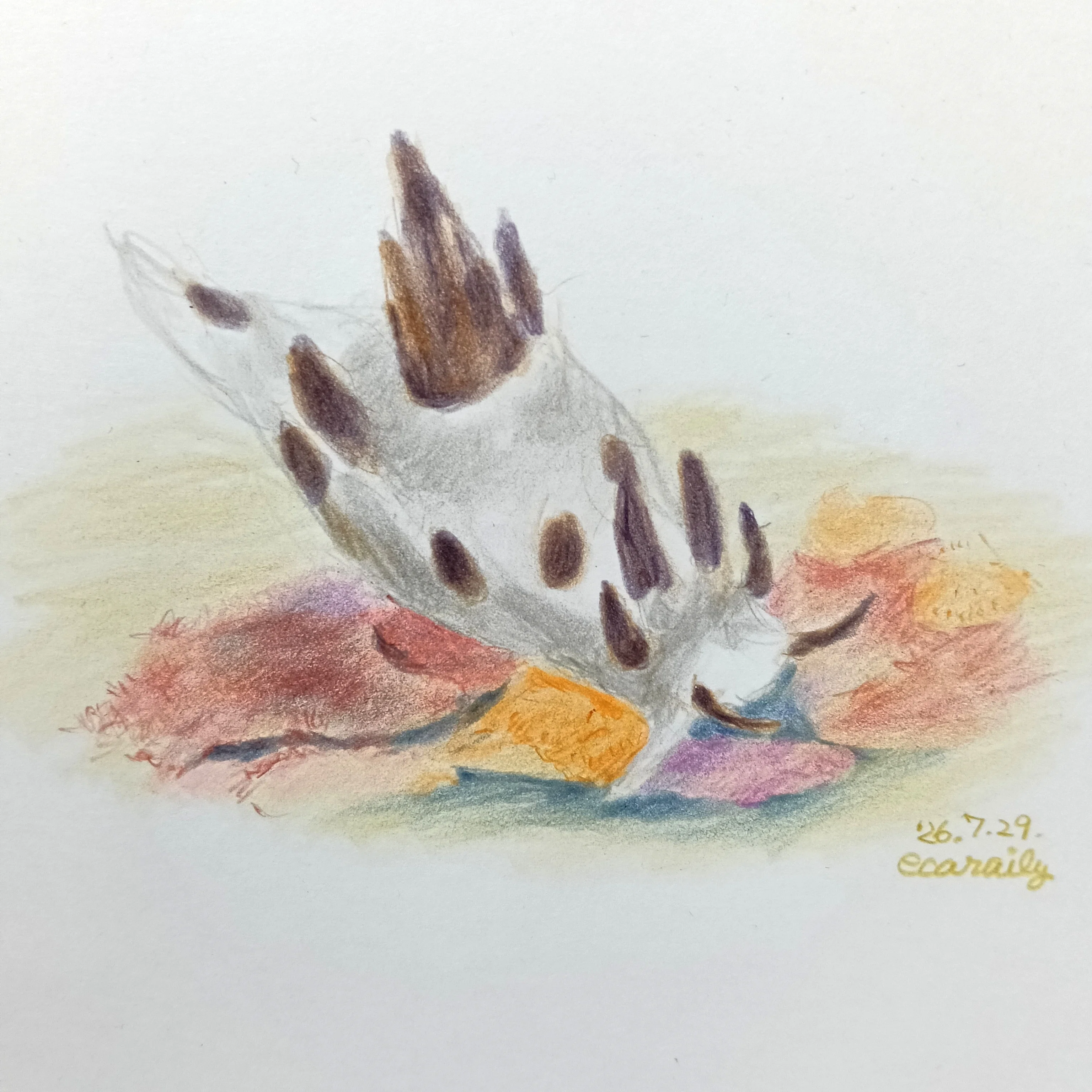 色鉛筆画0729｜エカレエリ@詩-絵-自主制作
