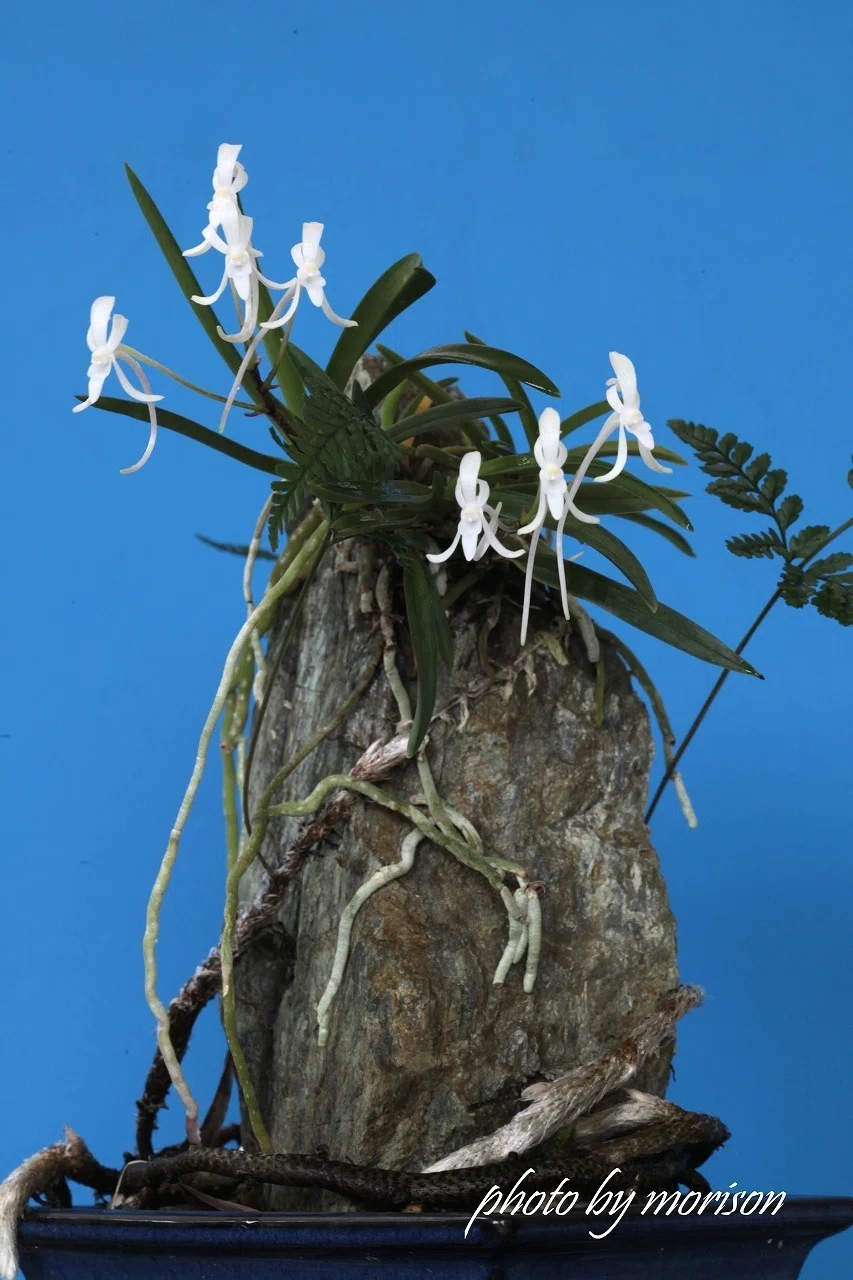 フウラン「山採り石付け(徳島産)」の花(過去の画像倉庫から)｜KJ Morison