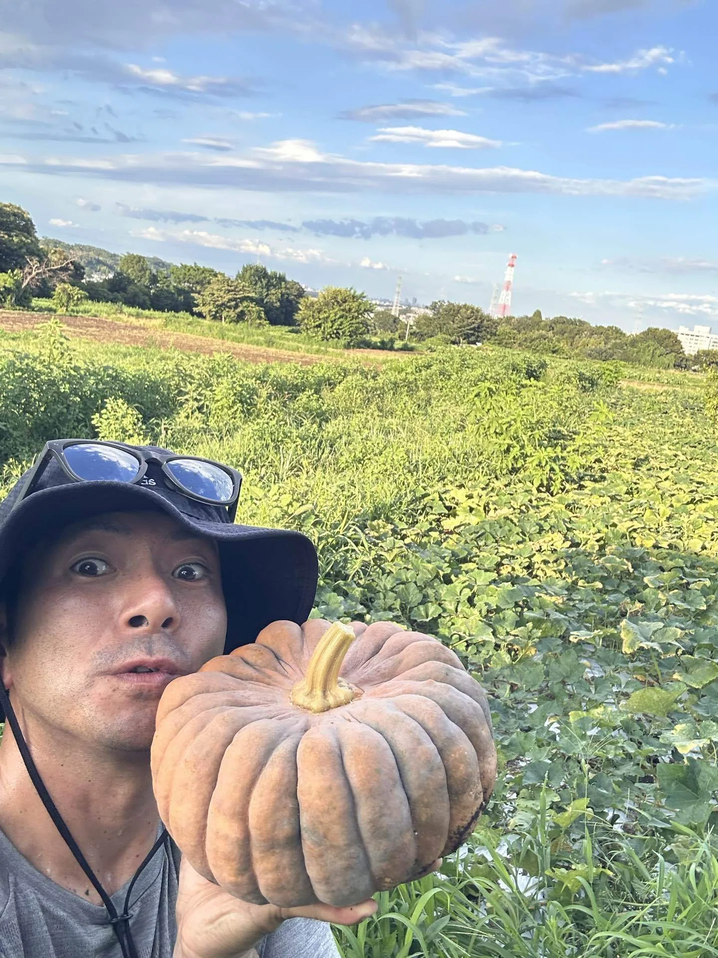 八王子で育てる江戸東京野菜「内藤かぼちゃ」初収穫の記録-歴史の重み
