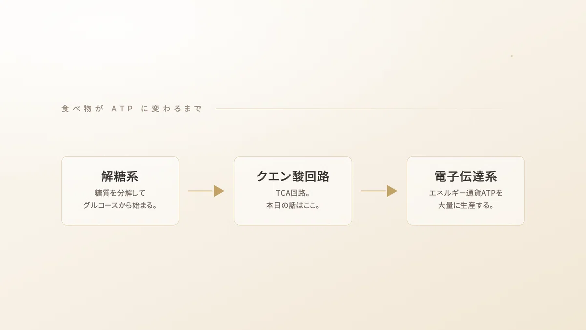 解糖系クエン酸回路電子伝達系 | 精密栄養学
