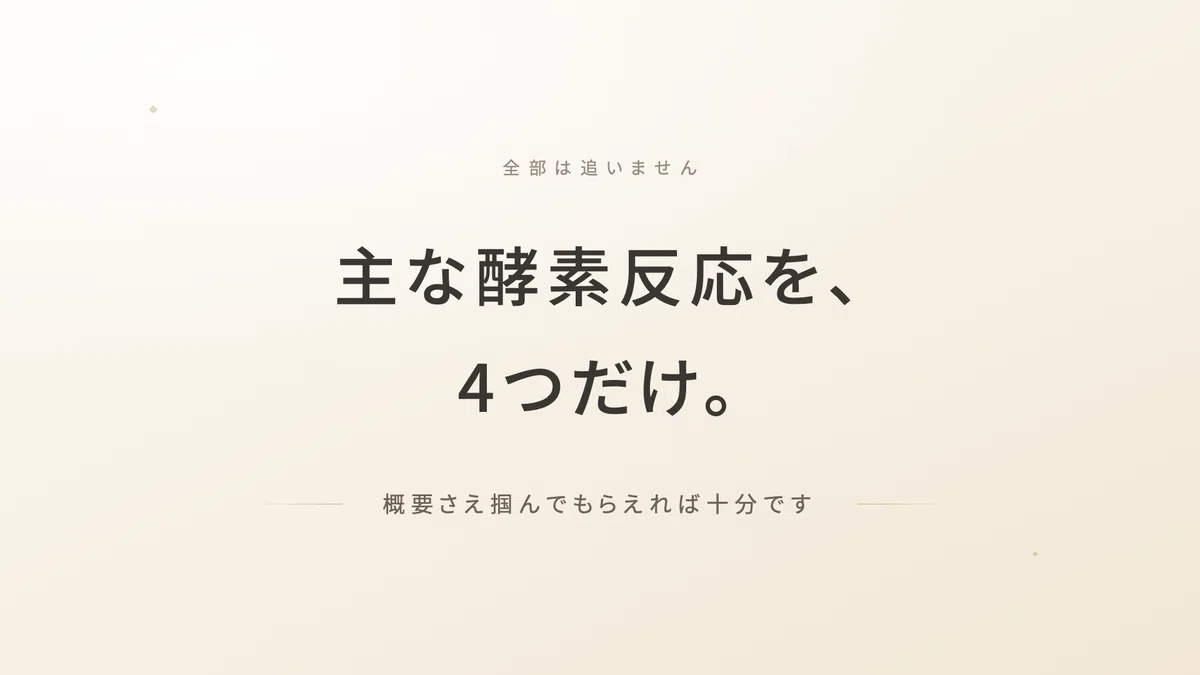 クエン酸回路_解糖系_電子伝達系_ミトコンドリア | 精密栄養学