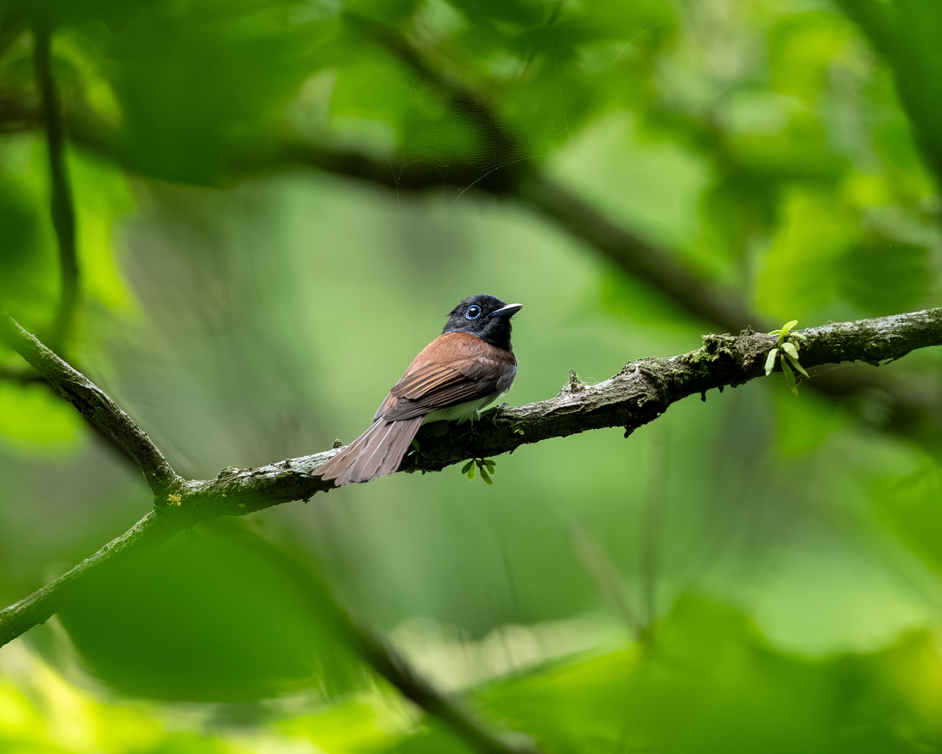 α1Ⅱ＋FE 300mm F2.8 GMが素晴らしい✨｜u-ki.kさん