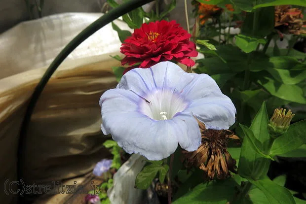 朝顔最盛期｜極楽鳥花植物園