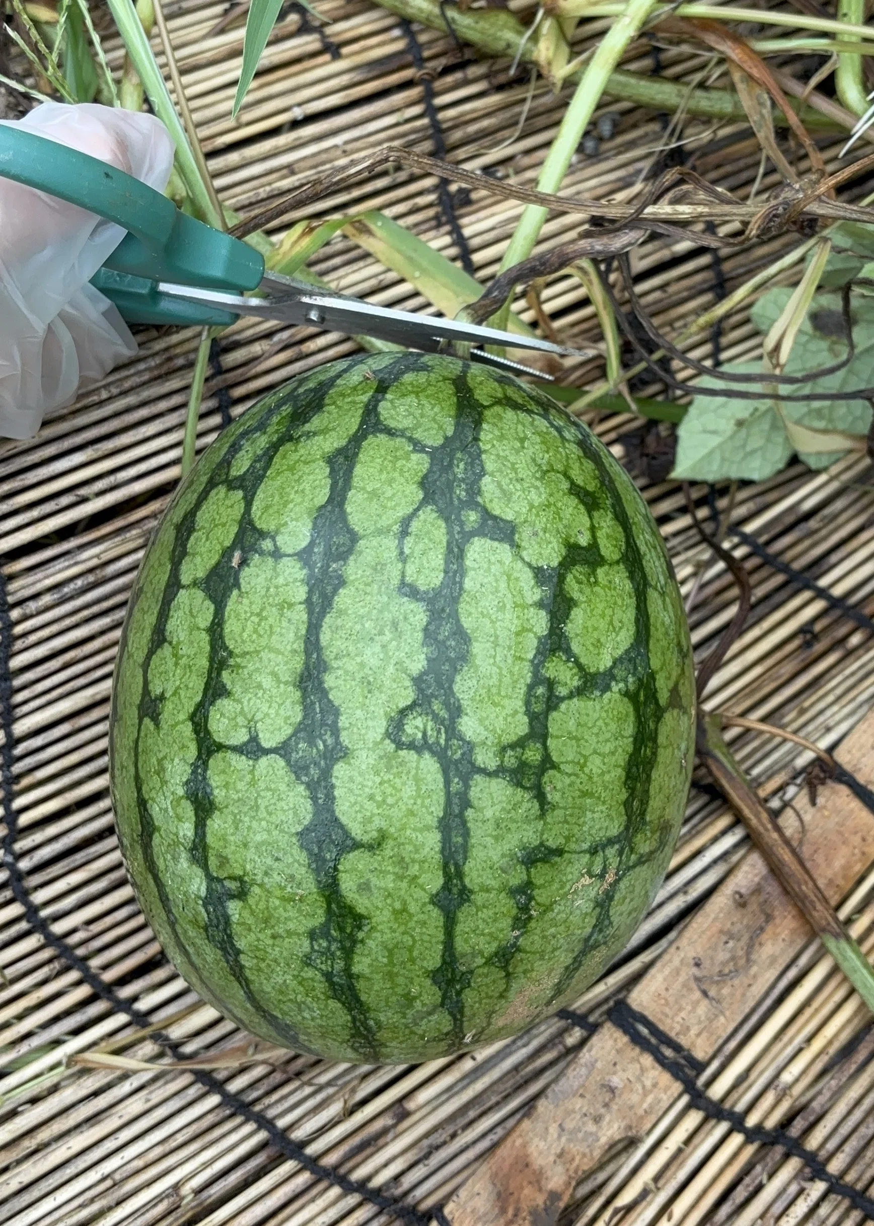 家庭菜園】スイカを収穫しました🍉✨｜☆ライラックニシブッポウソウ☆