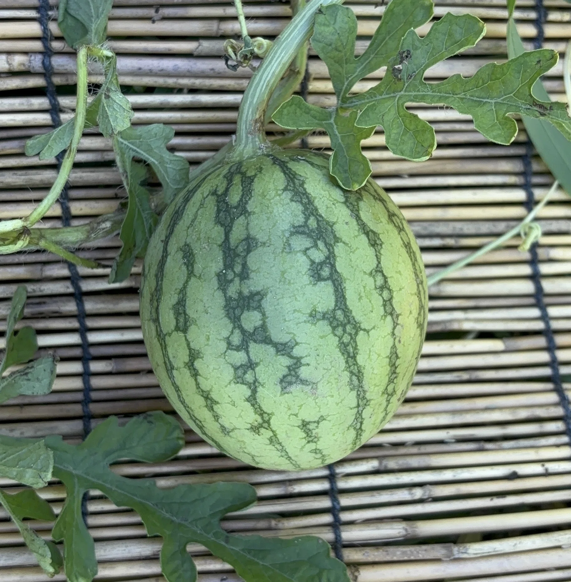 家庭菜園】スイカを収穫しました🍉✨｜☆ライラックニシブッポウソウ☆
