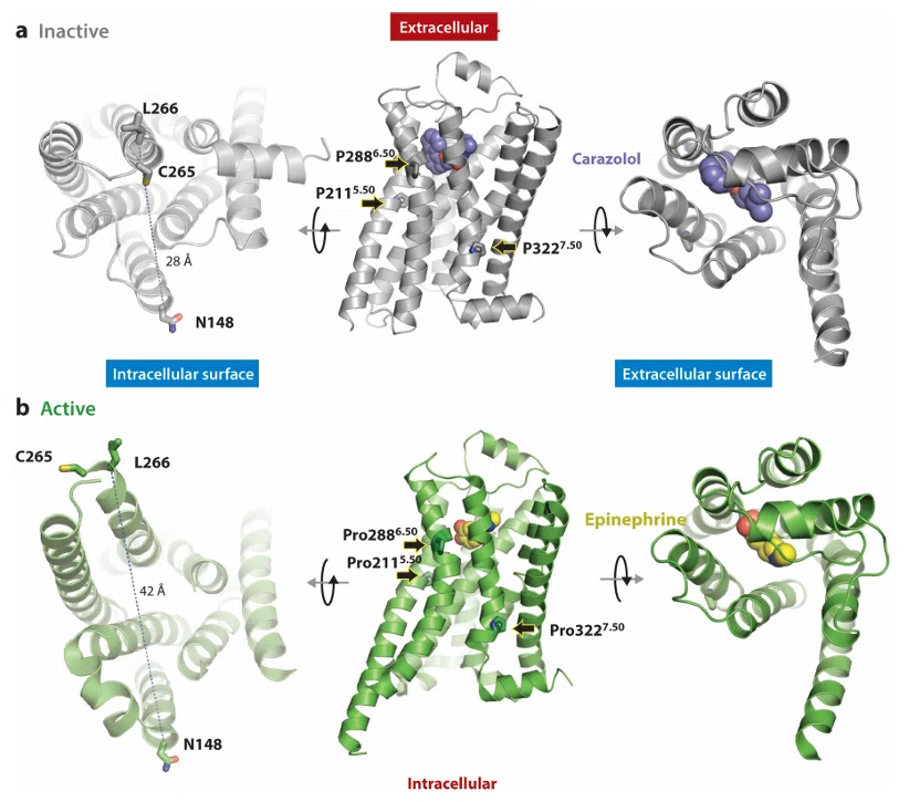 Y0886 GPCRs (Gタンパク質共役型受容体) STRUCTU… Gタンパク質共役型受容体活性化の分子基盤(2018)｜カイン