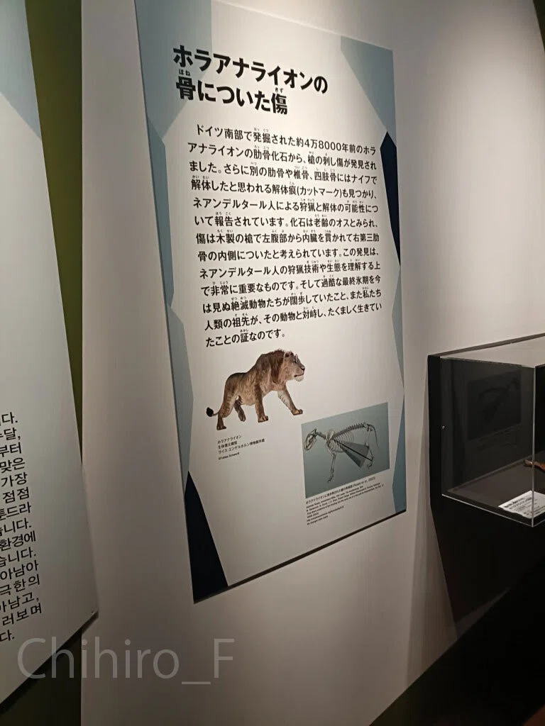 氷河期展～人類が見た4万年前の世界～」に行きました｜Chihiro_F