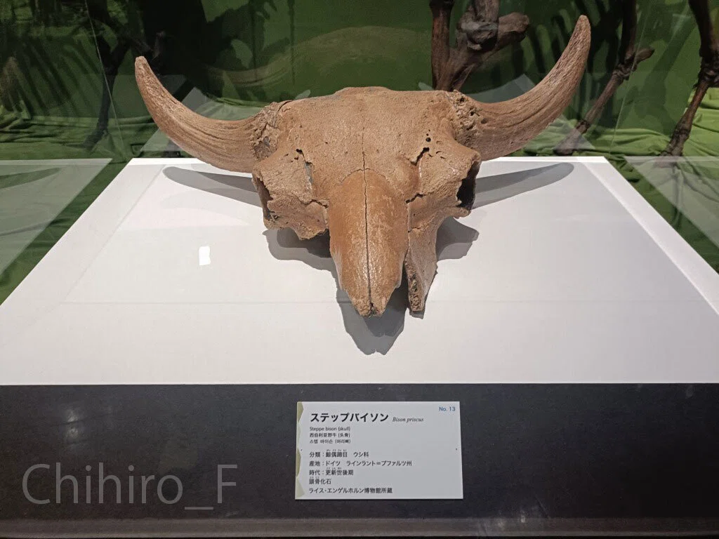 氷河期展～人類が見た4万年前の世界～」に行きました｜Chihiro_F