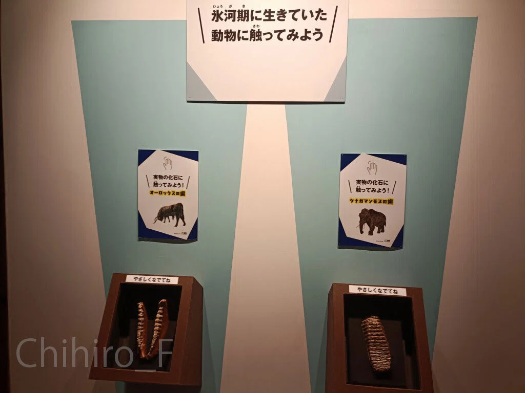 氷河期展～人類が見た4万年前の世界～」に行きました｜Chihiro_F