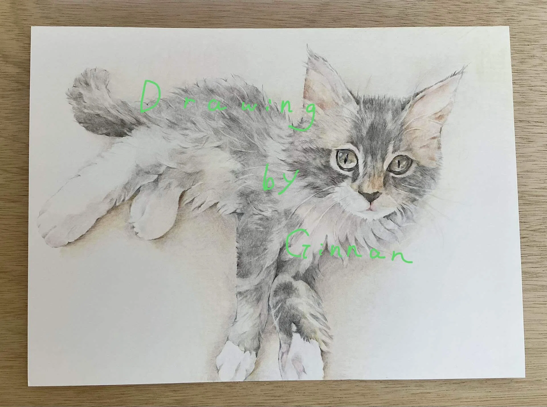 猫の鉛筆画 A3上質ケント最終値下げ 猫の鉛筆画 A3上質ケント最終