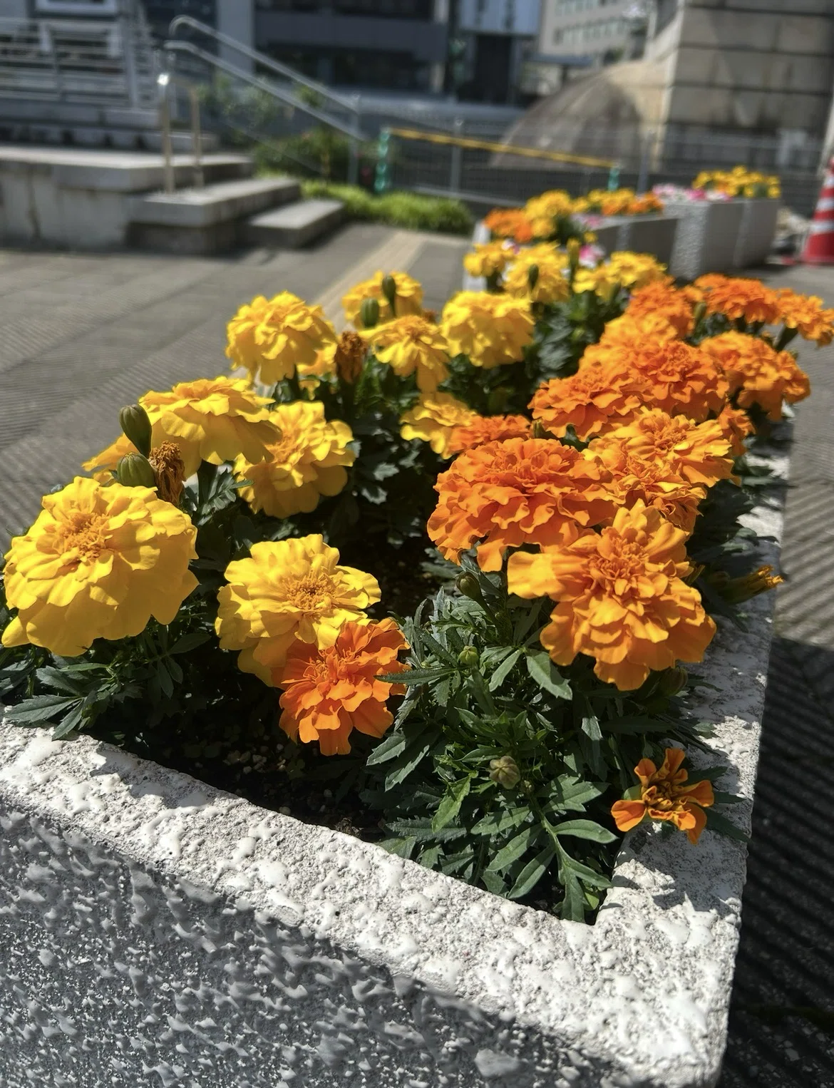 📒✏️【マリーゴールド】4/5スケッチ2026.07.30｜𝑌𝑣𝑚𝑖 ໒꒱⋆ﾟ𓍯 ෆ