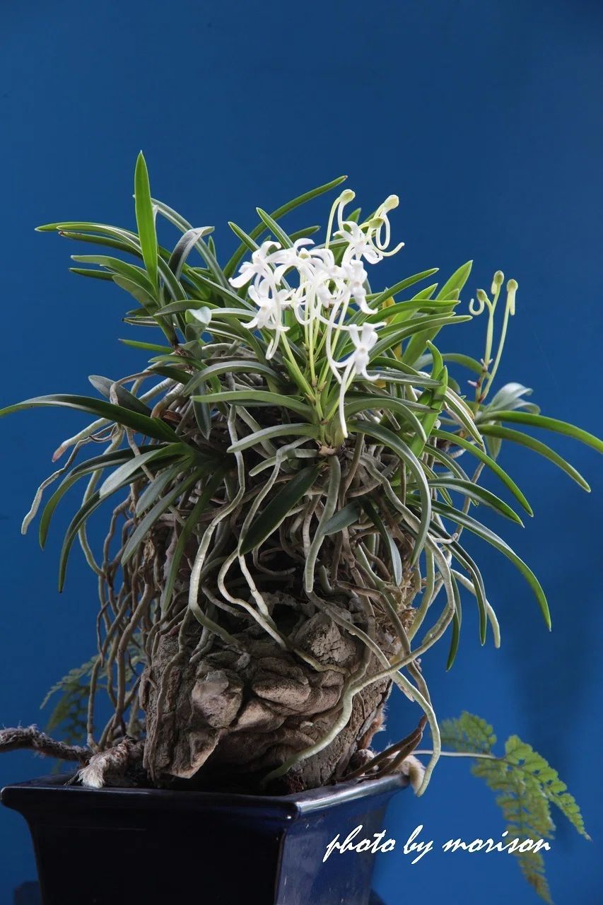 フウラン「山採り石(石鎚の石)付け」の花（過去の画像倉庫から）｜KJ