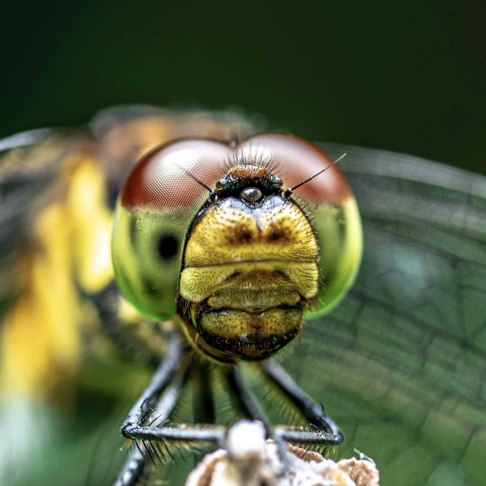 SONY FE 90mm F2.8 Macro G OSSで虫を撮る｜TOLIMAN Hondα