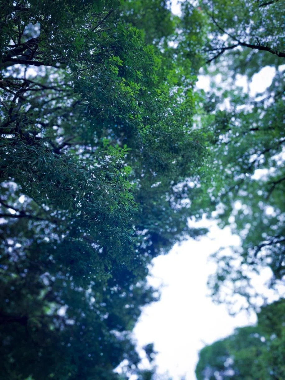 都内6公園】雨上がりの緑から、夕暮れの海へ。「公園カード」をめぐる