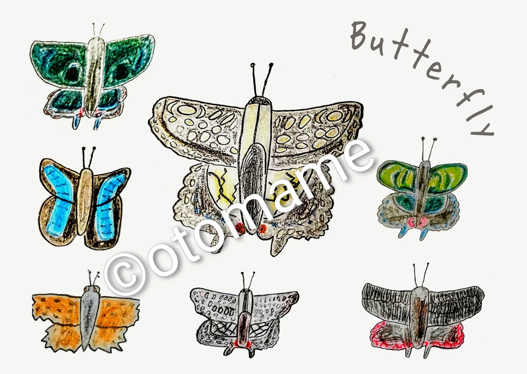 Bug Wonderland Gallery僕のめくるめく昆虫世界】No.02アオスジアゲハ