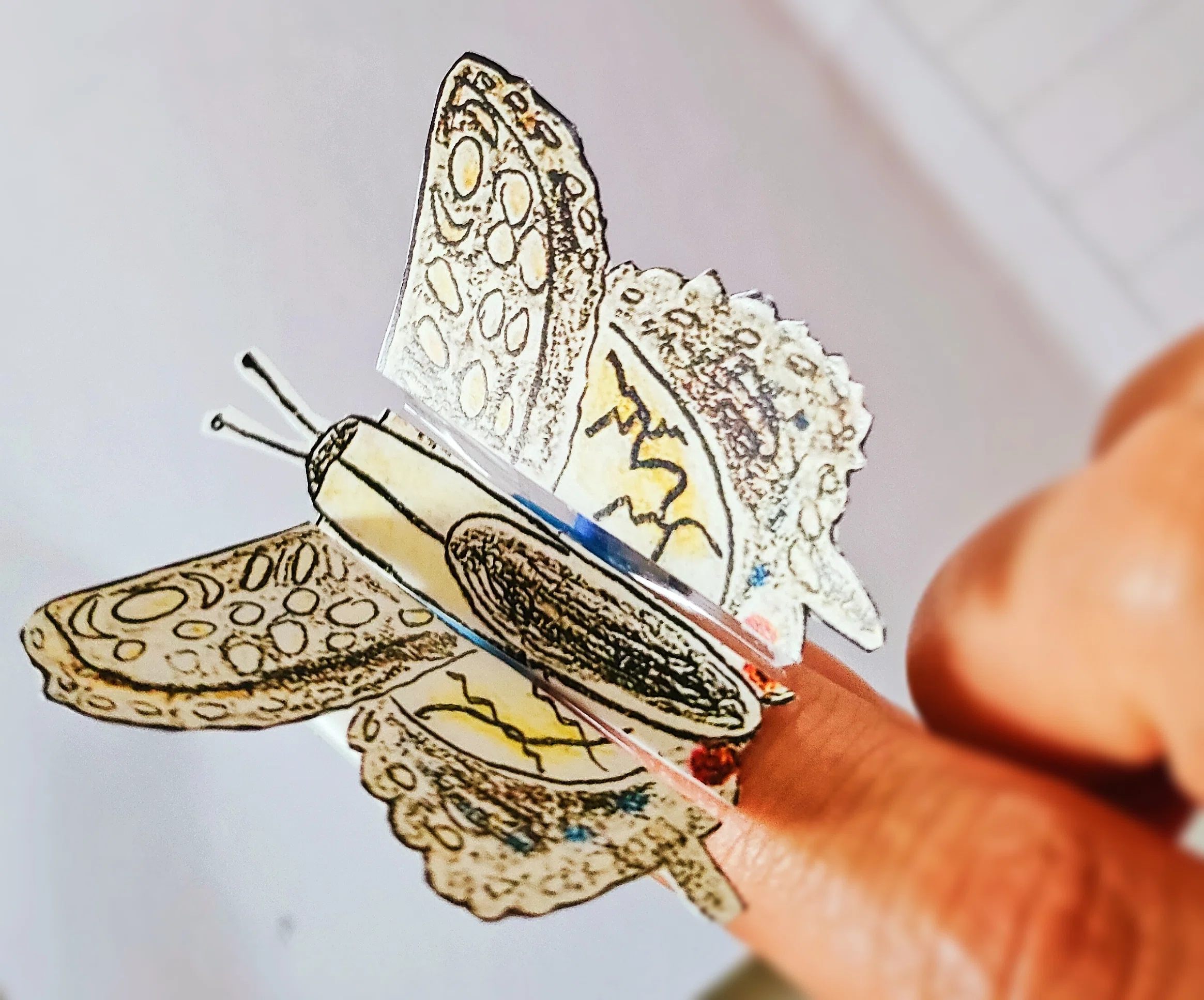 Bug Wonderland Gallery僕のめくるめく昆虫世界】No.02アオスジアゲハ