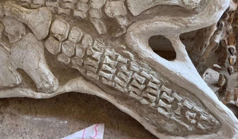 51.ヒレの化石 プレシオサウルス類 パドルを学んでみよう！｜【恐竜の