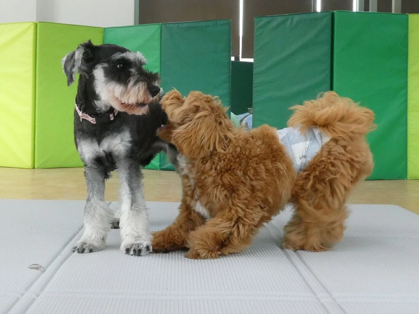 幼稚園体験に来てくれたミニチュアシュナウザーの【オリバーくん】 犬
