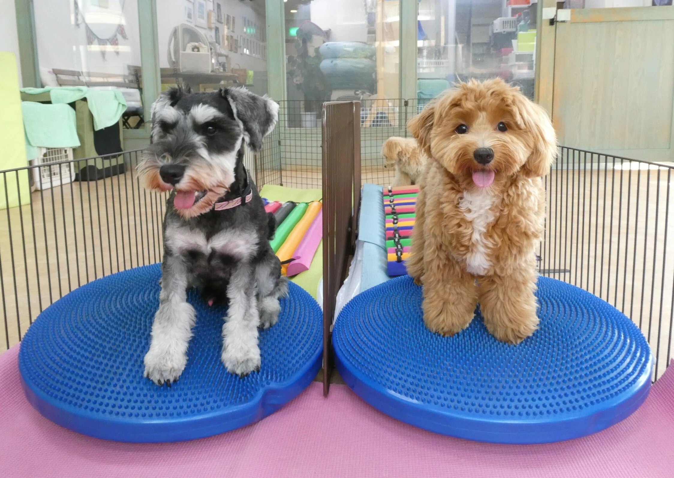オーダー受付　幼稚園バス　柴犬　シェルティ　シュナウザー　パグ　1/20 幼稚園体験に来てくれたミニチュアシュナウザーの【オリバーくん】 犬