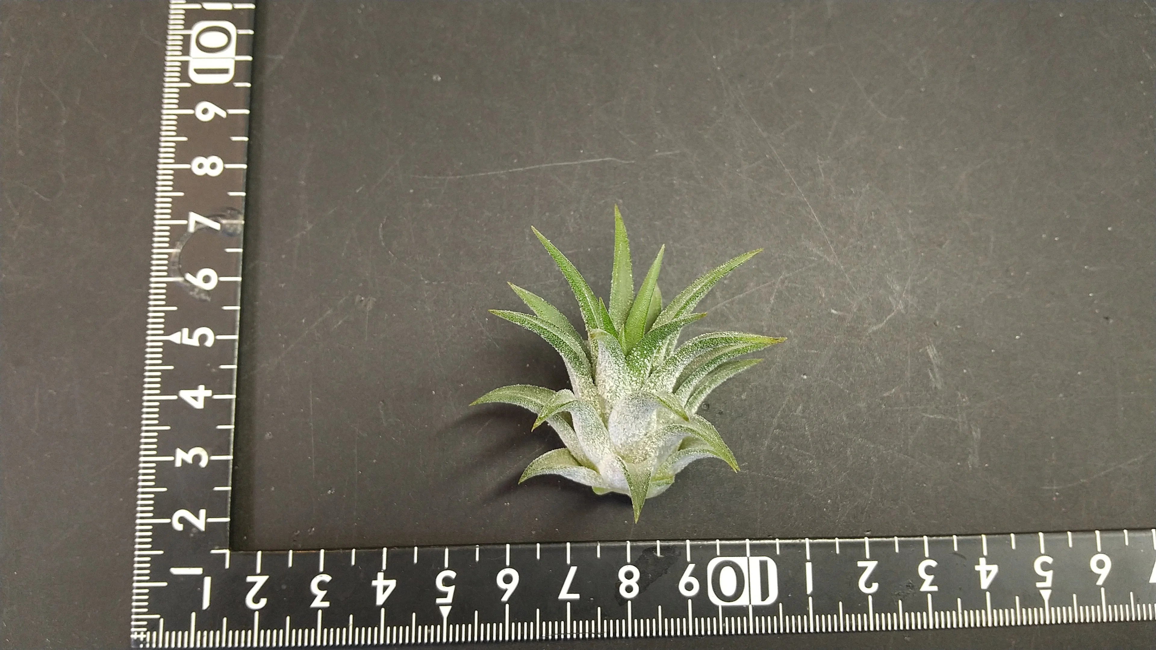 チランジア入荷リスト7/25｜NatureGarden🌿神田