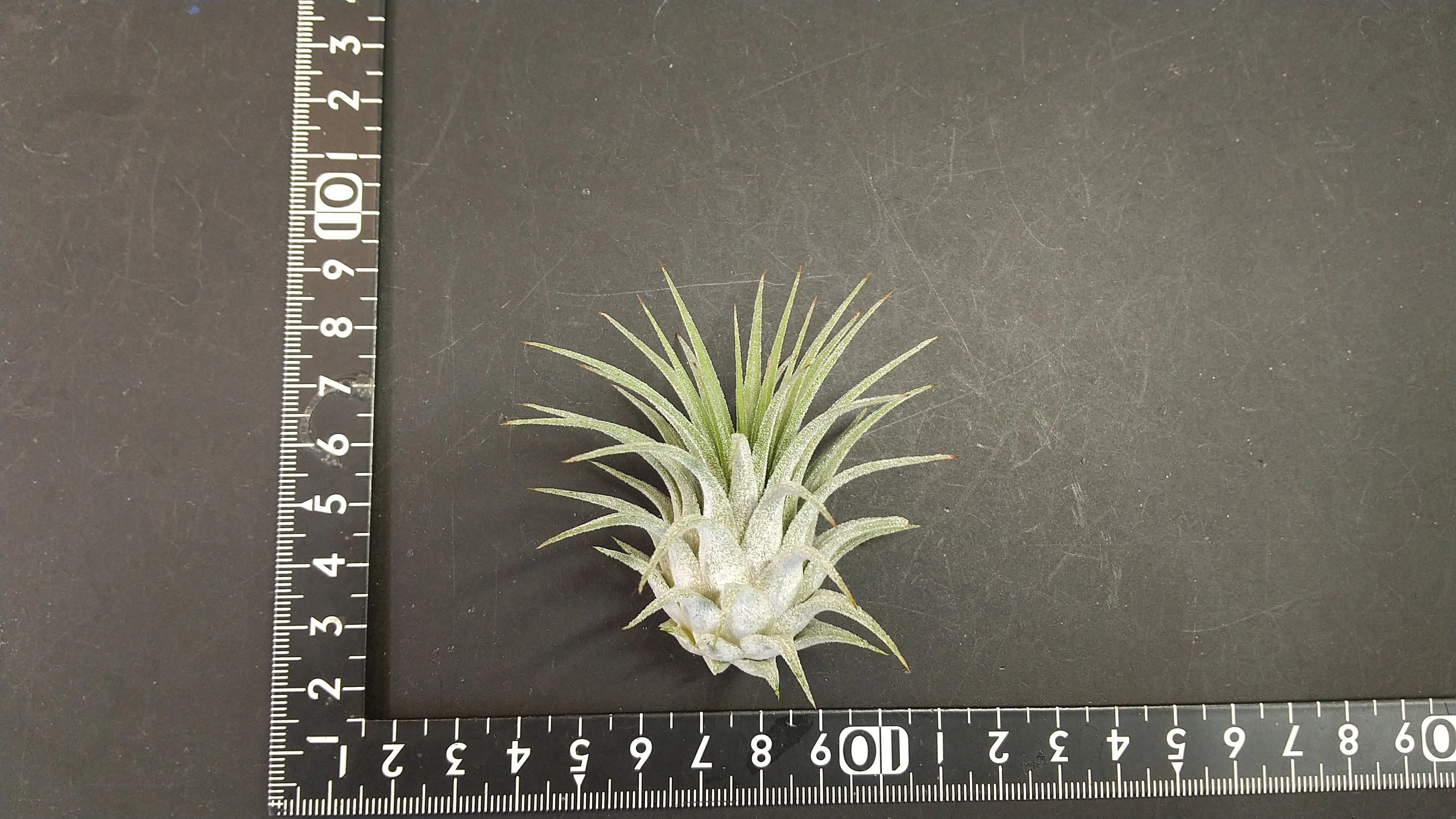 チランジア入荷リスト7/25｜NatureGarden🌿神田
