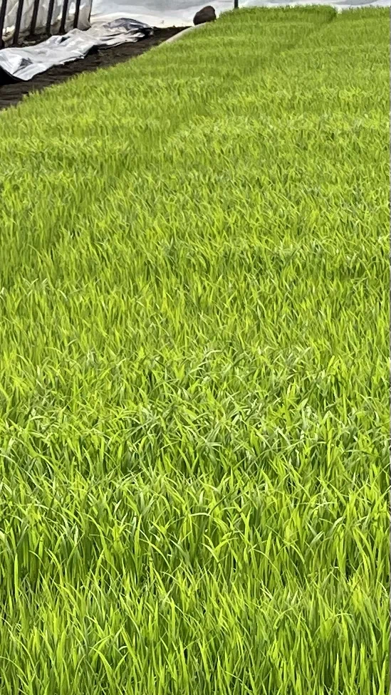 Noheji's 