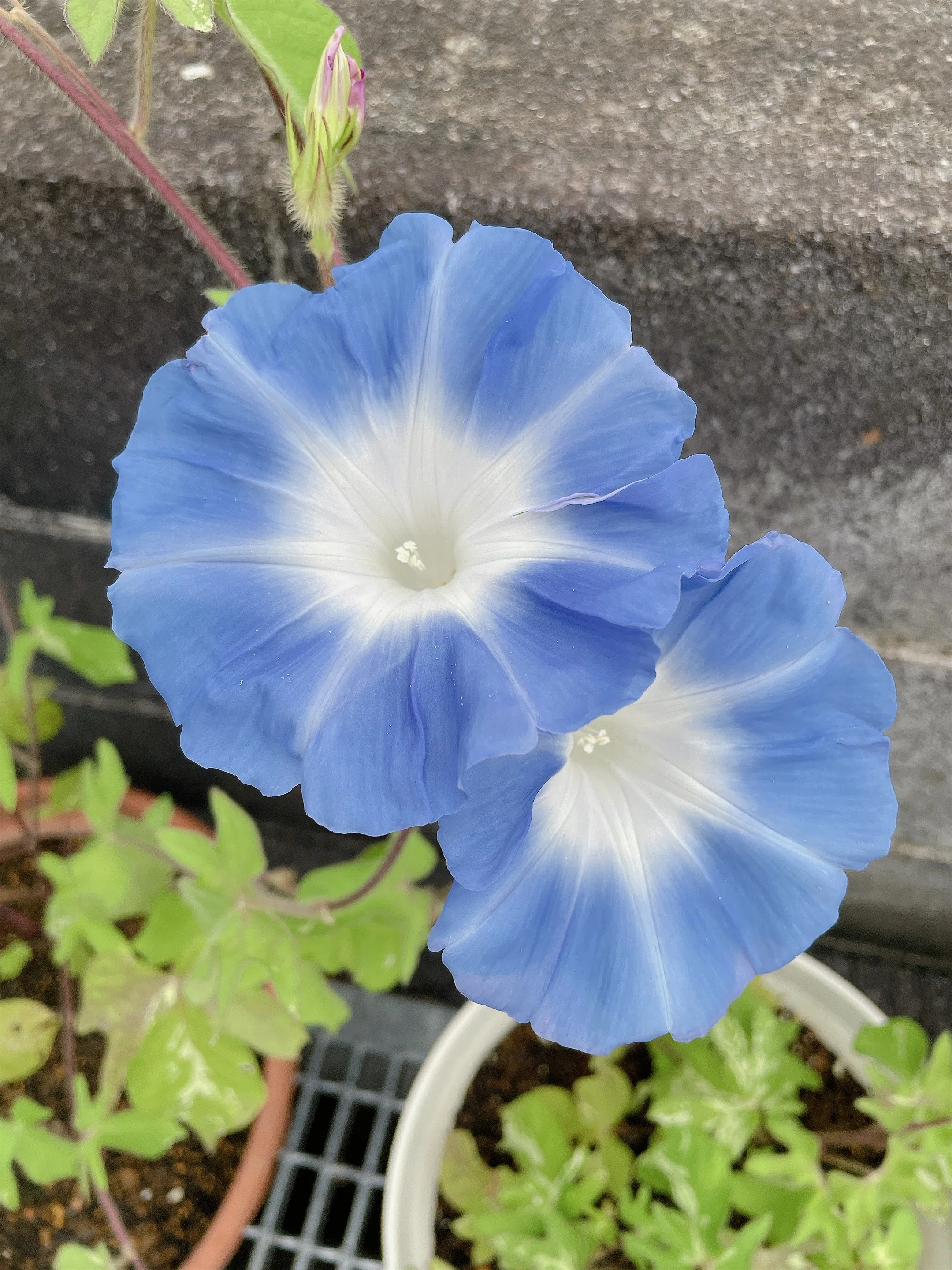 朝顔爛漫～見頃を迎えた夏の朝の宝石たち～｜フローラスター