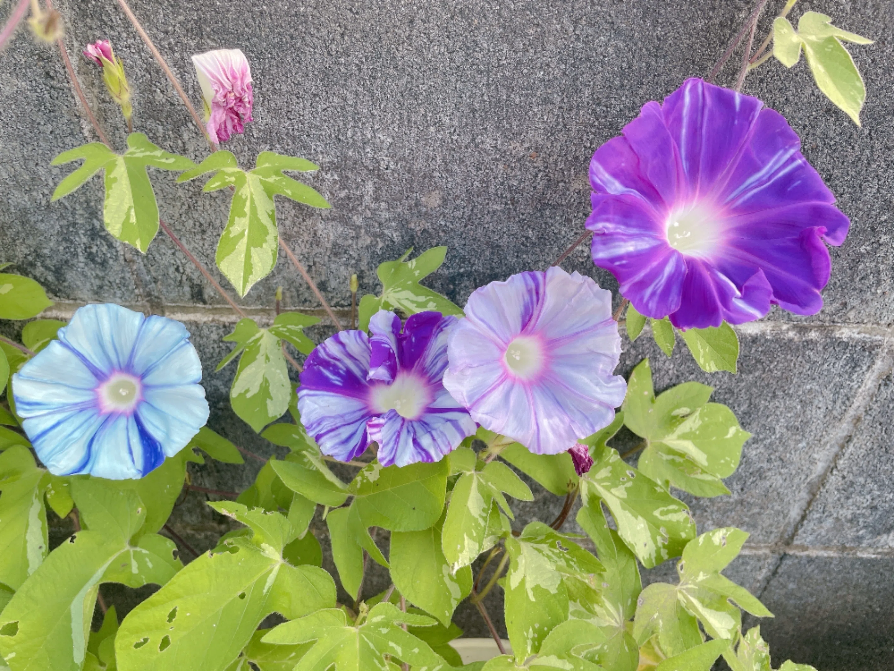 朝顔爛漫～見頃を迎えた夏の朝の宝石たち～｜フローラスター