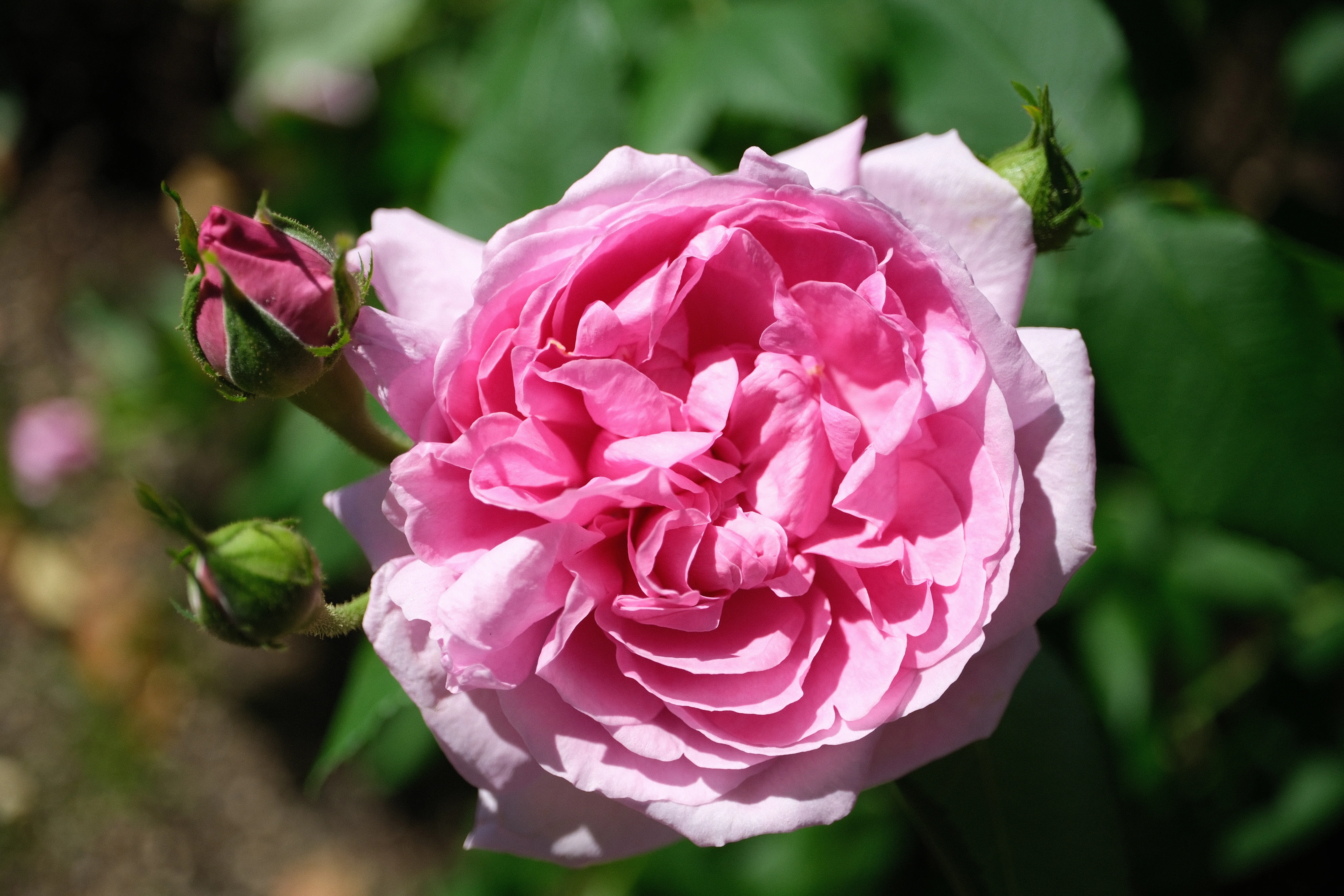 📷X-T30III × 🌹中之島バラ園 ｜ 🇫🇷コンテ・ドゥ・シャンボール
