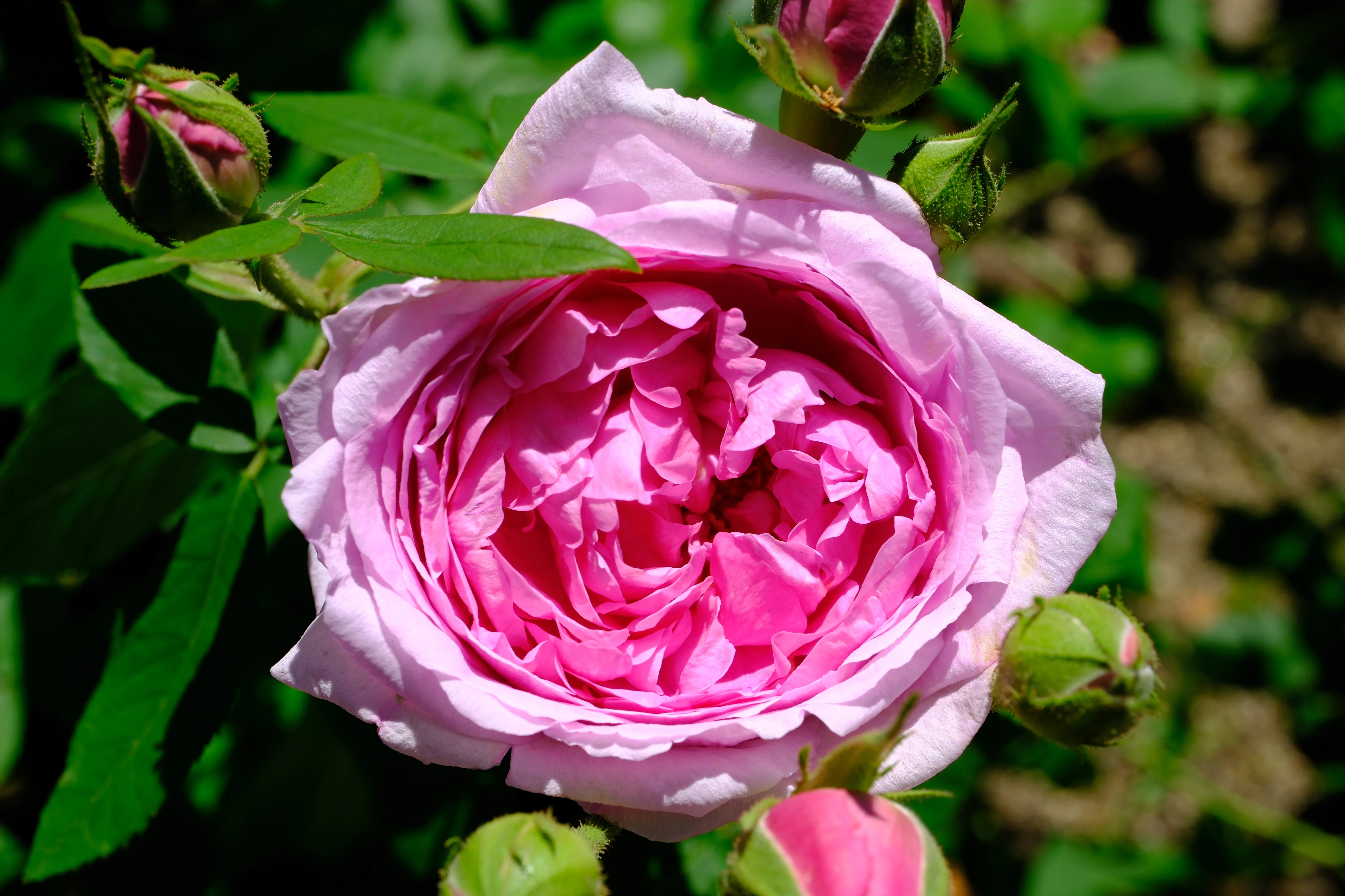 乃木坂 チュール コンプ バラ 📷X-T30III × 🌹中之島バラ園 ｜ 🇫🇷コンテ・ドゥ・シャンボール
