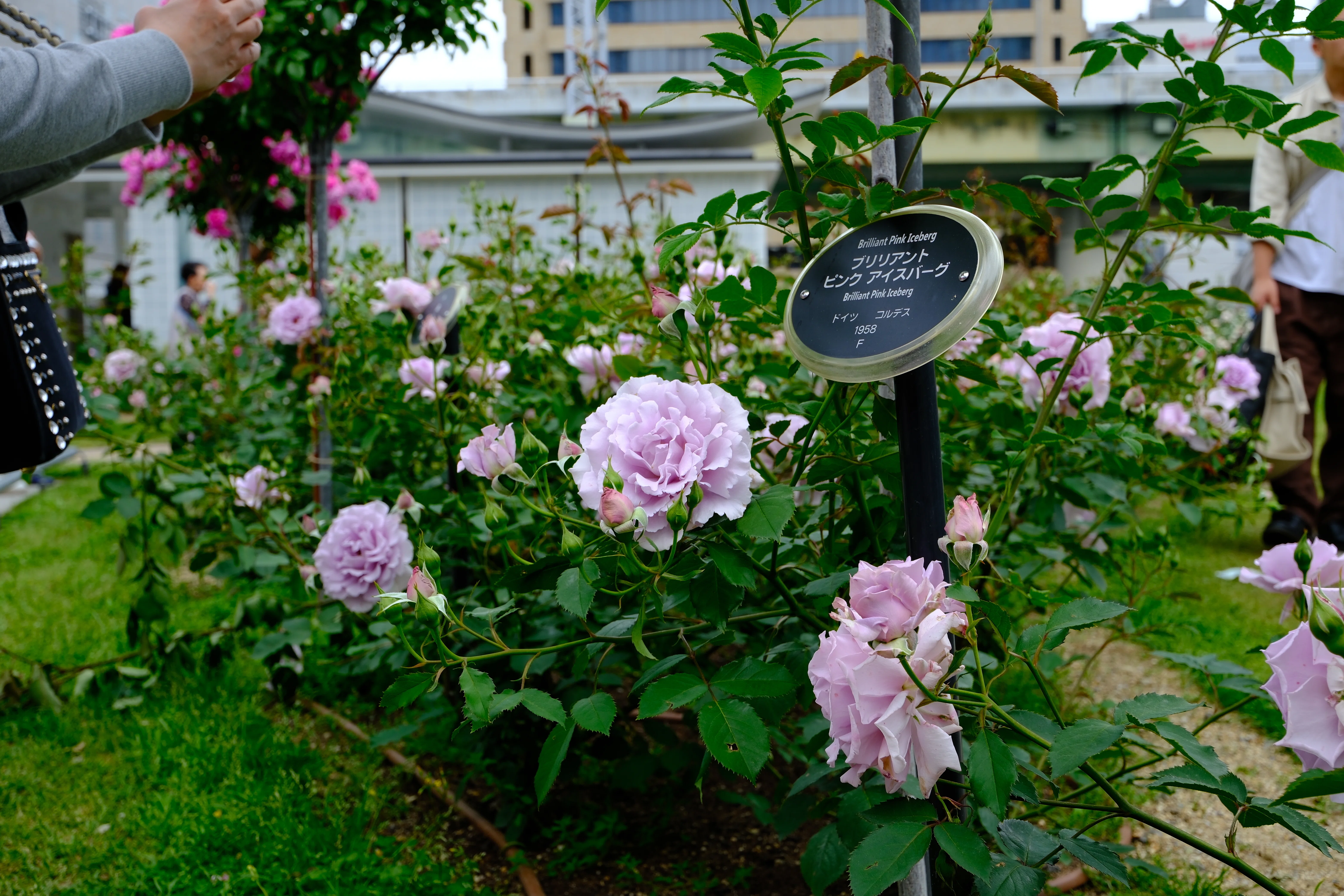 📷X-T30III × 🌹中之島バラ園 ｜ 🇯🇵爽（Sou）｜ぱぽにゃん🌹🌳