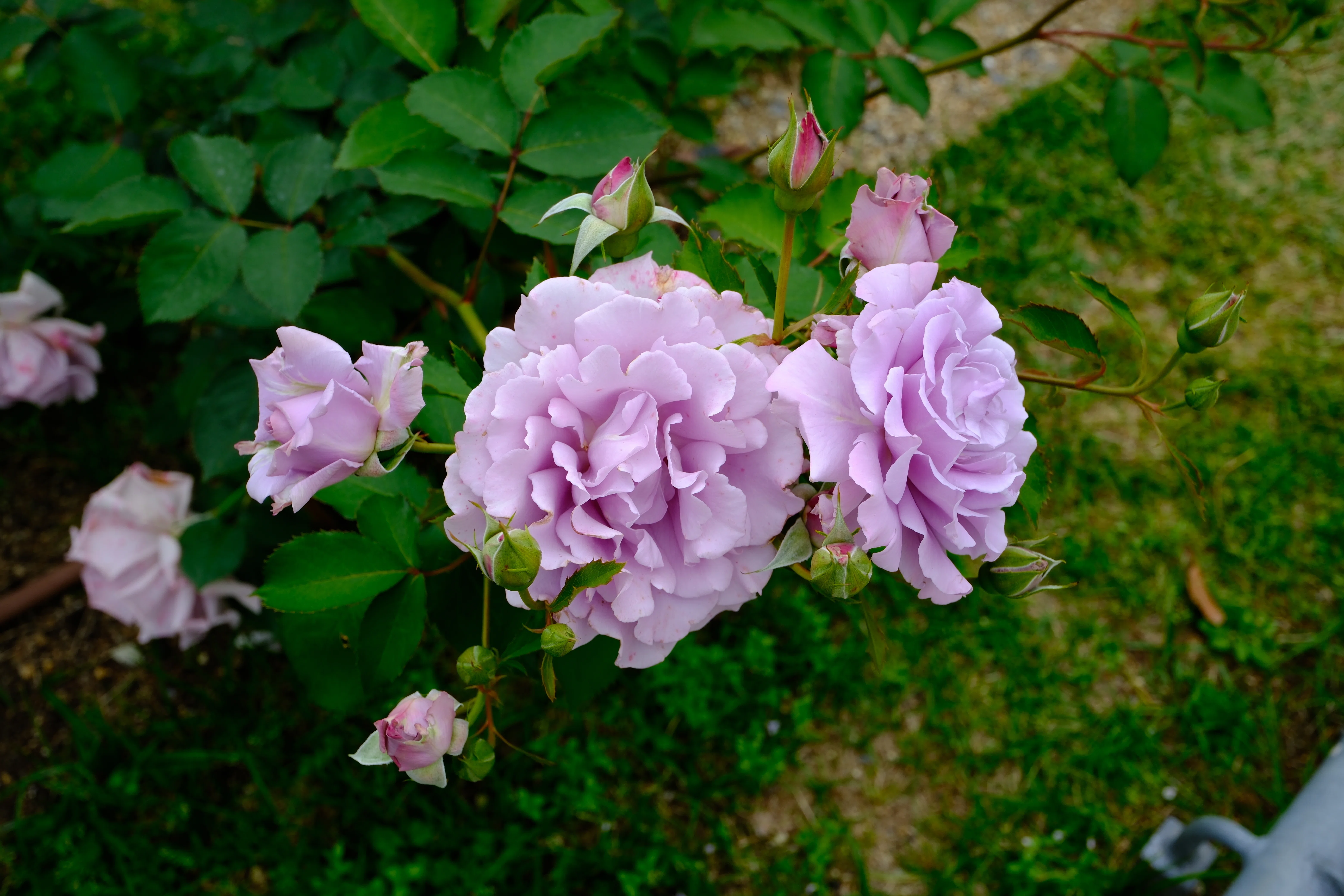 📷X-T30III × 🌹中之島バラ園 ｜ 🇯🇵爽（Sou）｜ぱぽにゃん🌹🌳