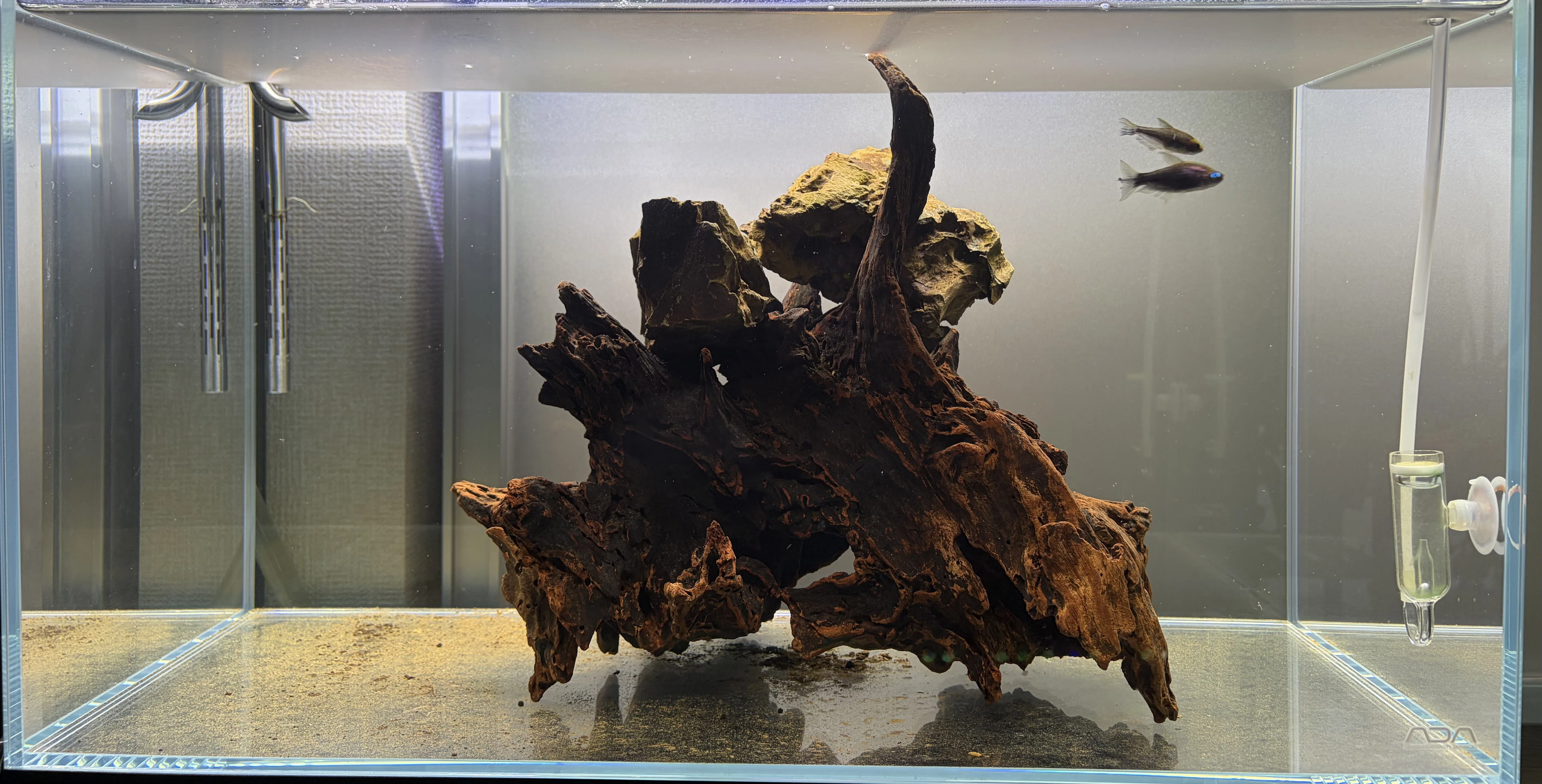 アクアリウム】田砂を使った60cm水槽レイアウト｜たけのこ@サイドFIRE