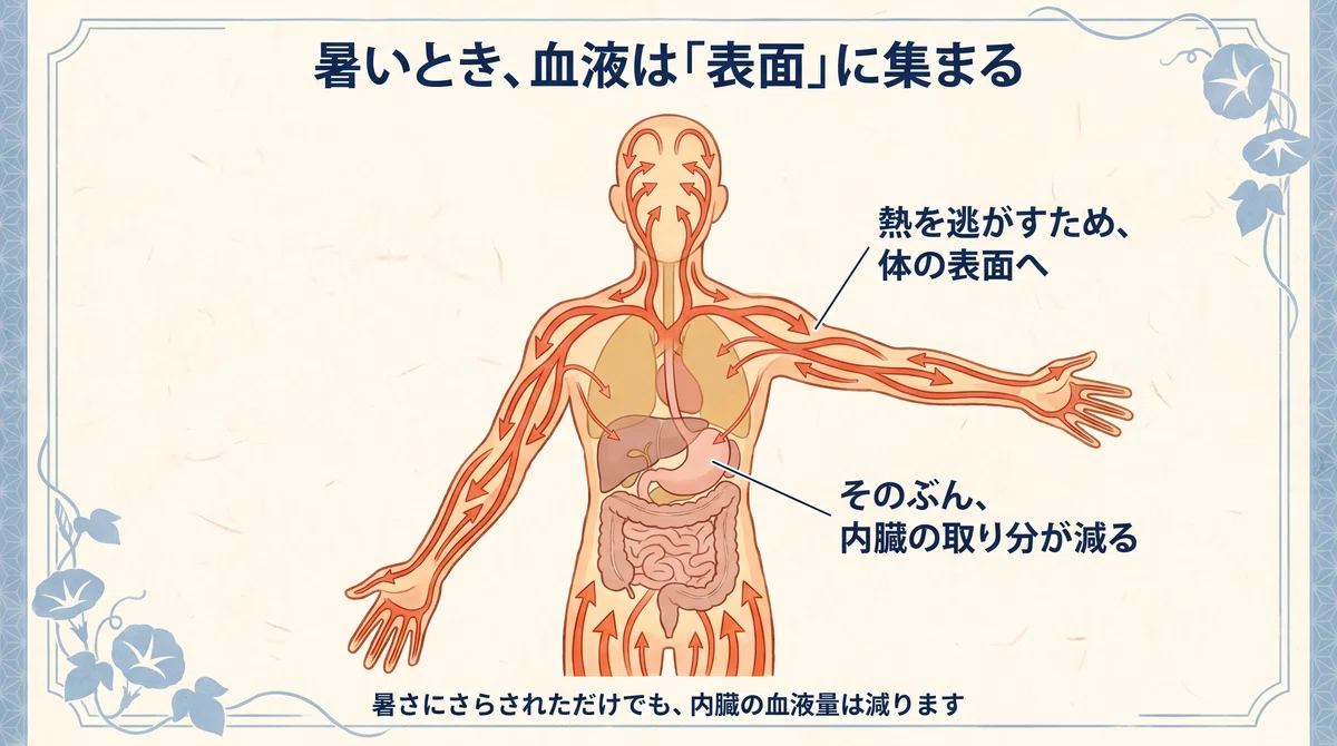 暑いときの血液の配分を示した図。体の表面に向かう矢印が多く描かれ、胃・腸・肝臓など内臓へ向かう矢印はわずかしかない。表面に多く配るぶん、内臓の取り分が減ることを表している。