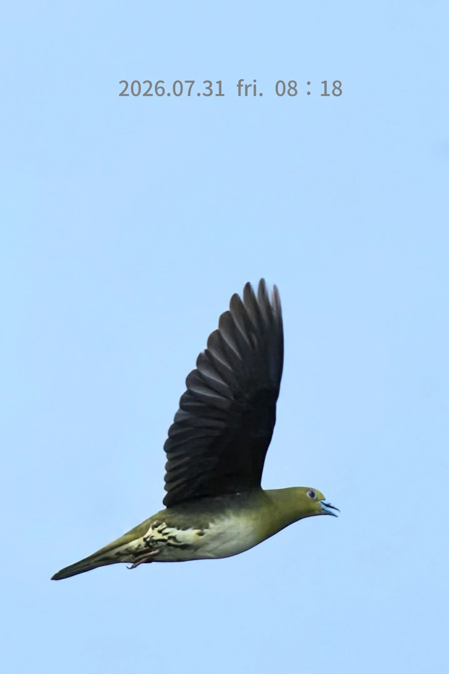 阿呆鳥様、専用ページ 野鳥たちのいる風景 2026.07.31 fri. 神奈川県大磯町。｜michio
