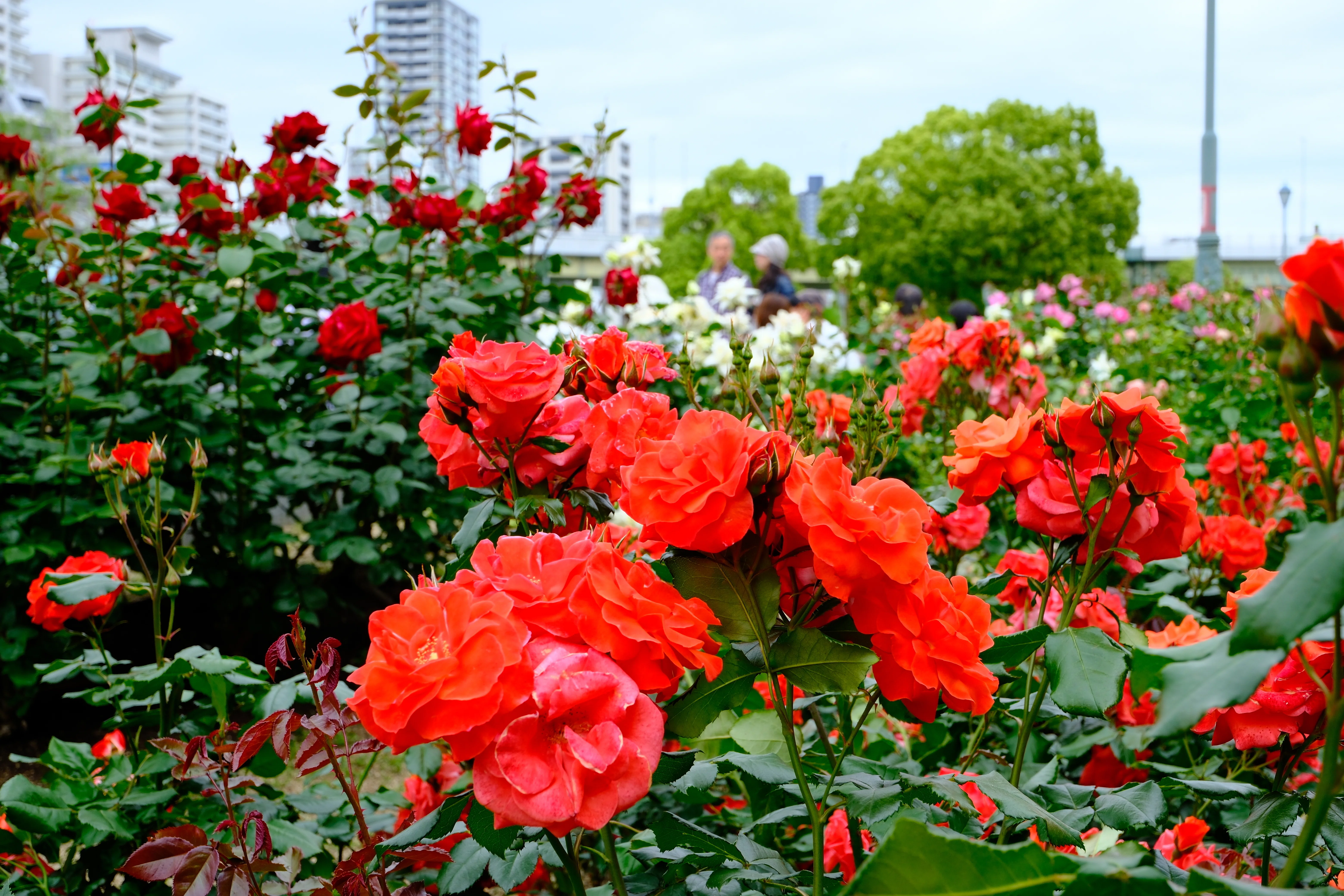 📷X-T30III × 🌹中之島バラ園 ｜ 🇮🇪オレンジ・シルク（Orange Silk