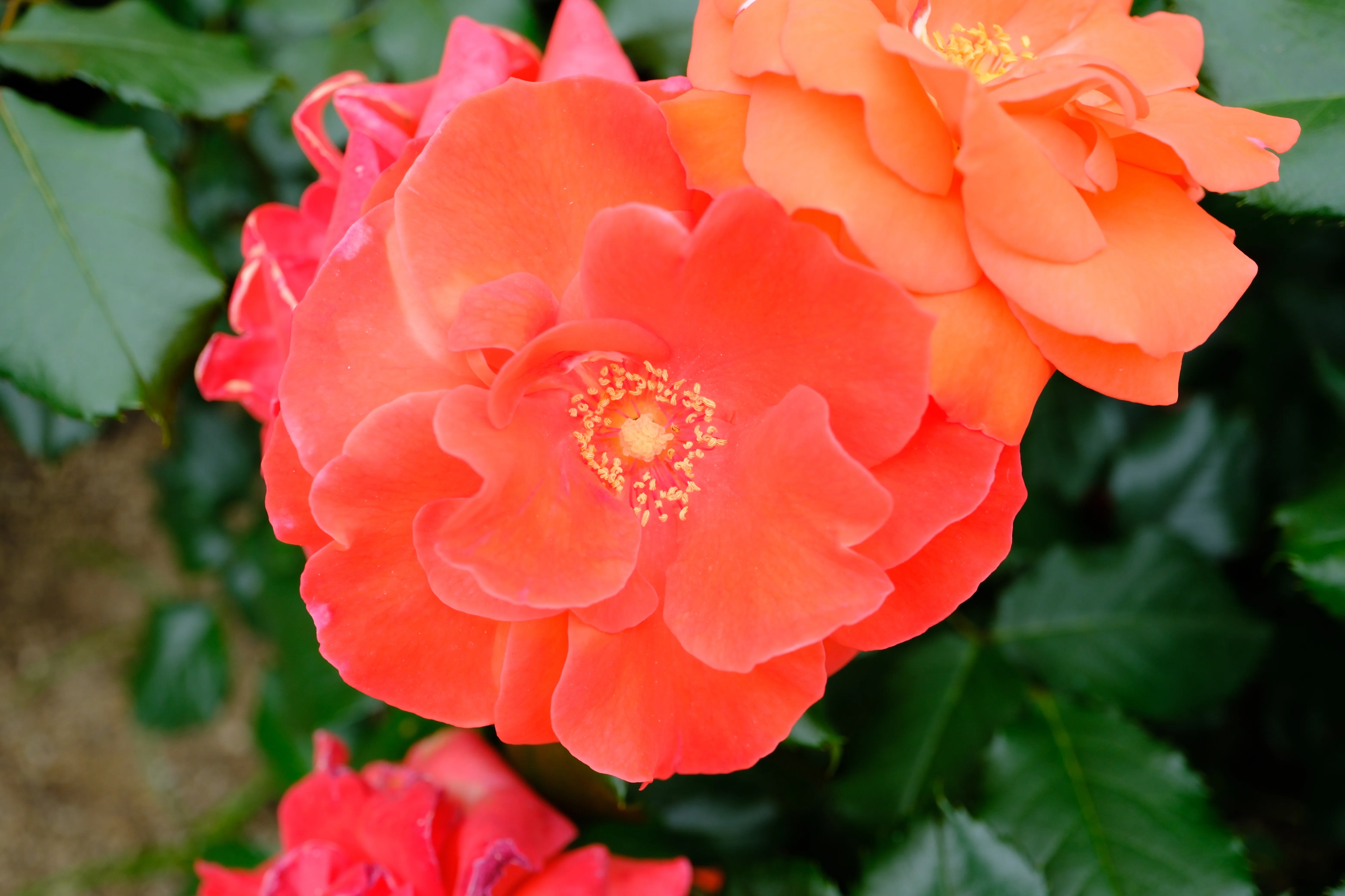 📷X-T30III × 🌹中之島バラ園 ｜ 🇮🇪オレンジ・シルク（Orange Silk