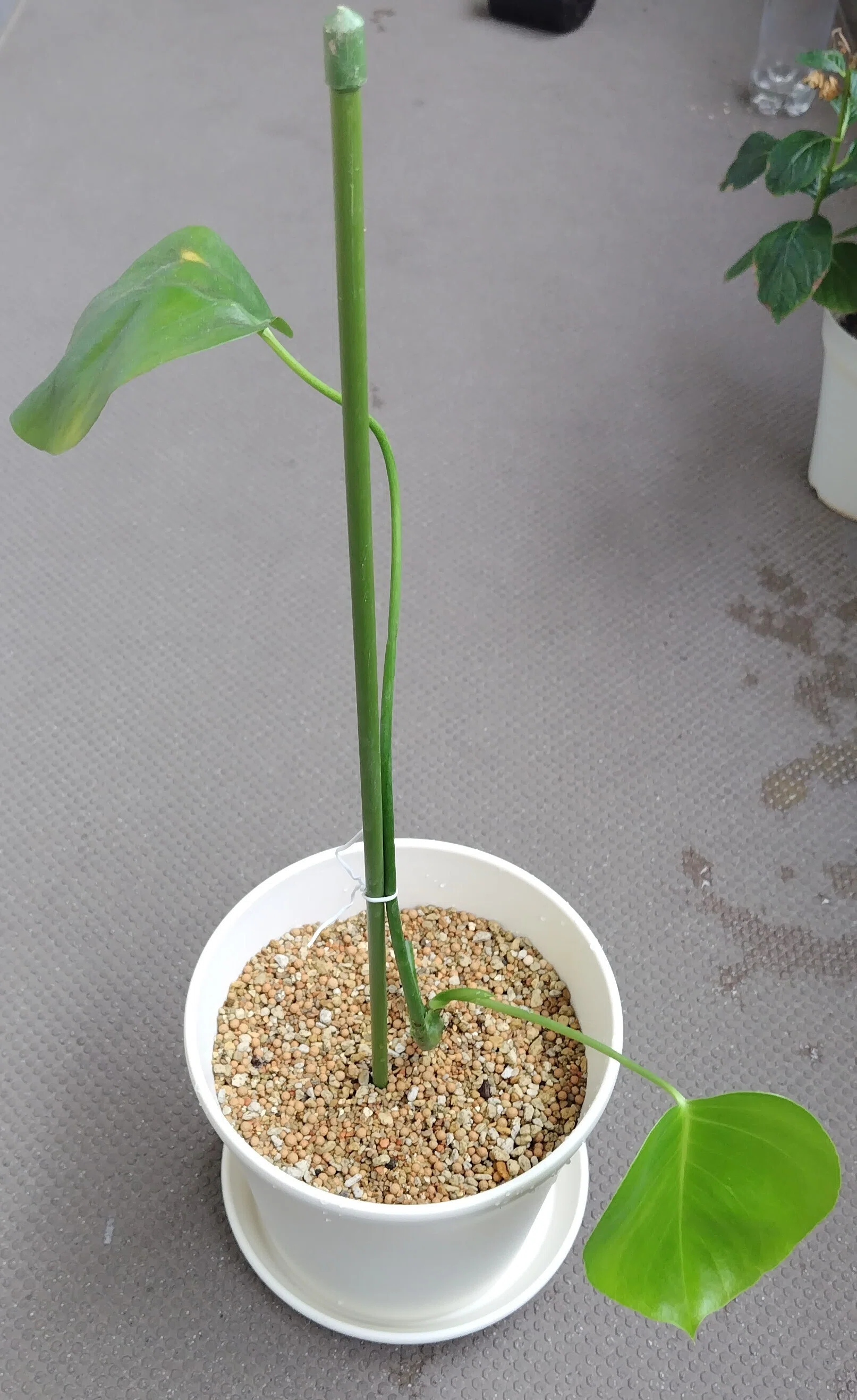モンステラを室内向けに植え替え。ついでにポトスも育て始めました｜Ato-D