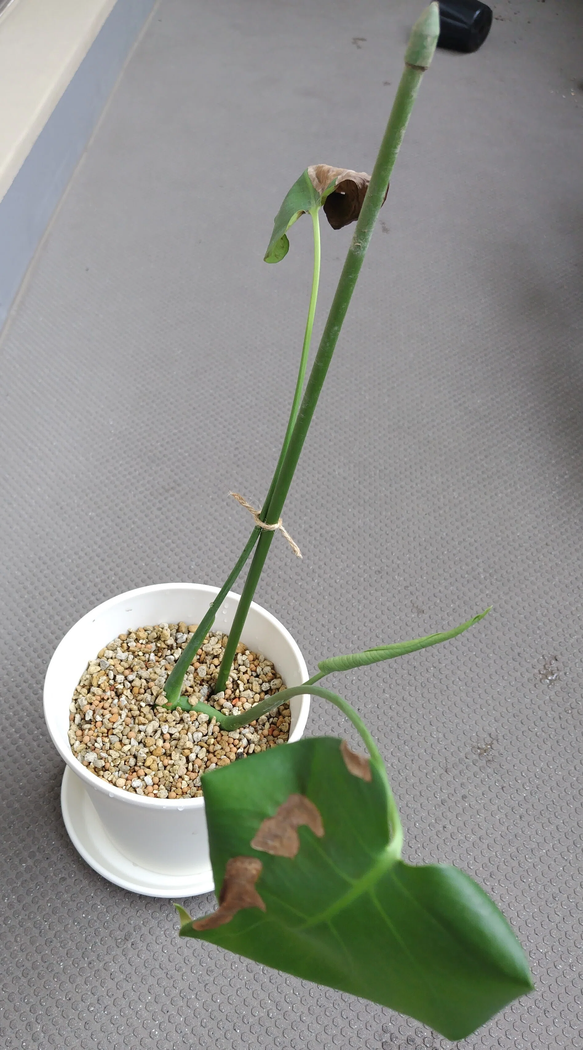モンステラを室内向けに植え替え。ついでにポトスも育て始めました｜Ato-D
