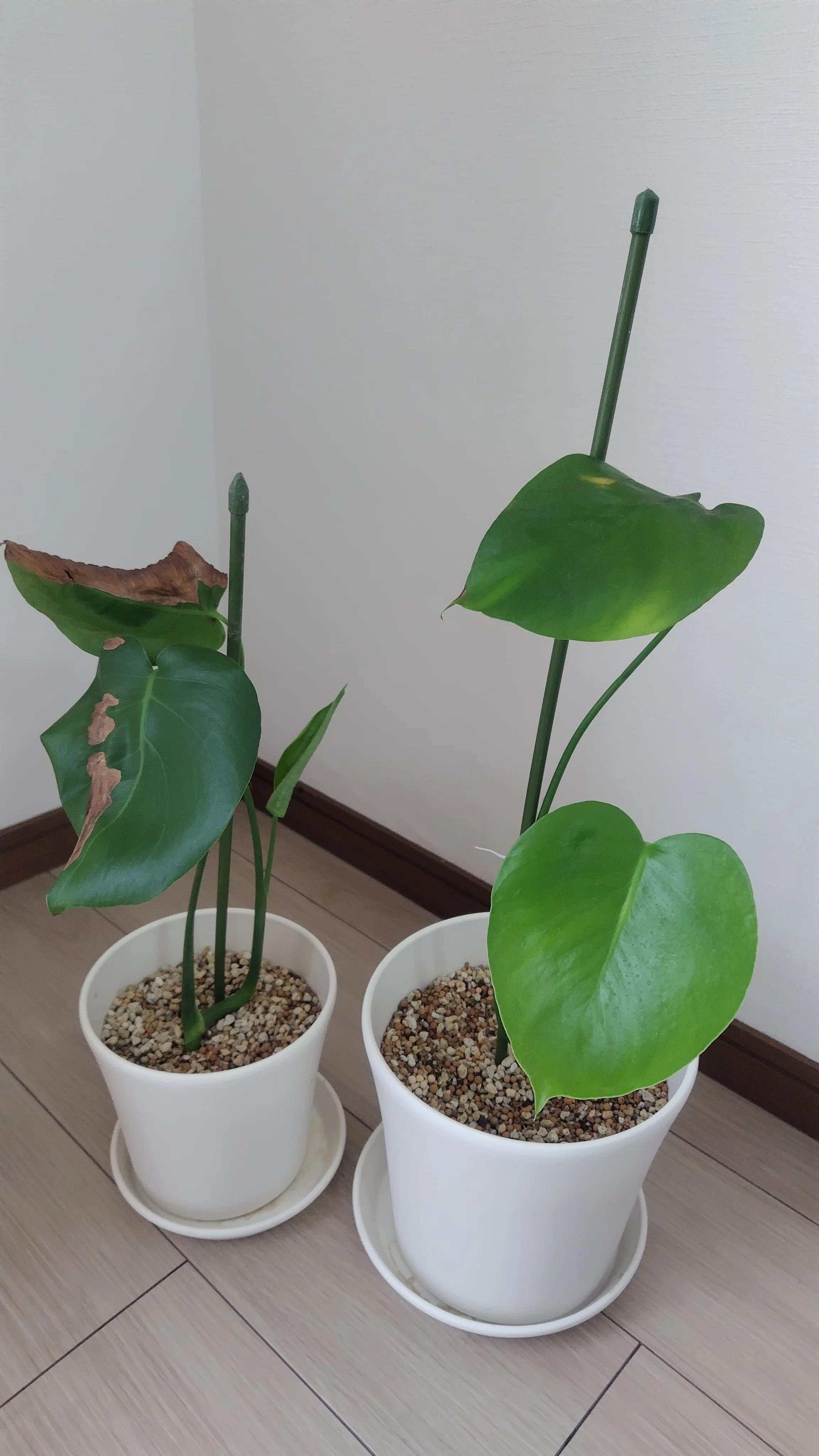 モンステラを室内向けに植え替え。ついでにポトスも育て始めました｜Ato-D