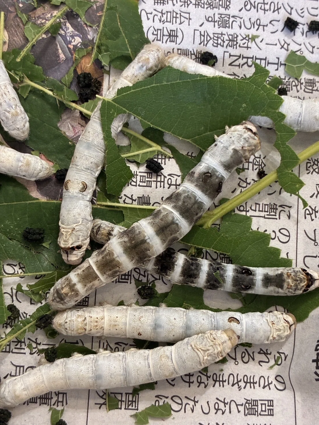 2026 Silkworms, Spinning to Begin Soon｜中央市豊富郷土資料館
