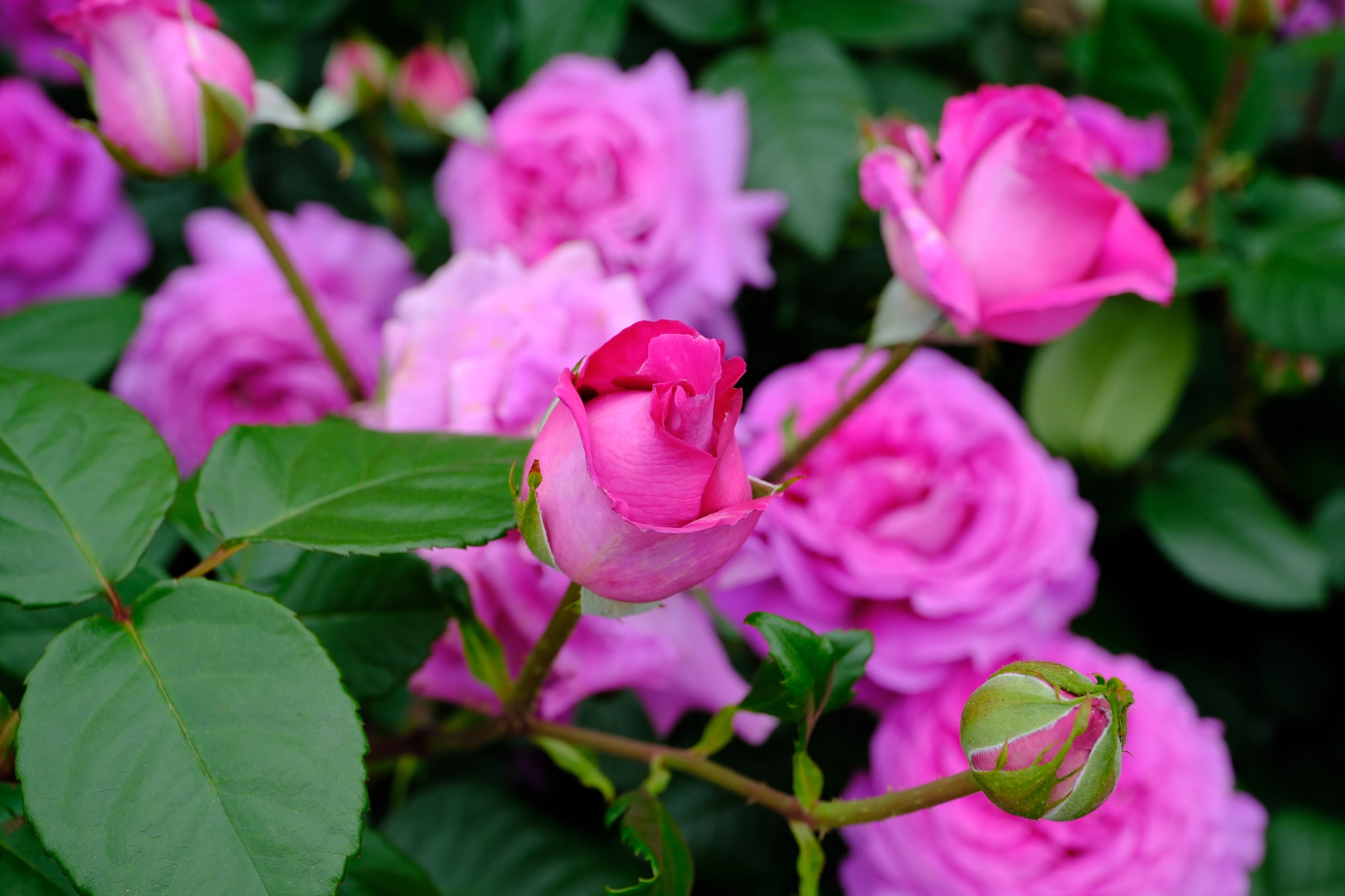 薔薇 Rose Garden F4 33.3x24.2cm 一点物 薔薇 Rose Garden F4 33.3x24