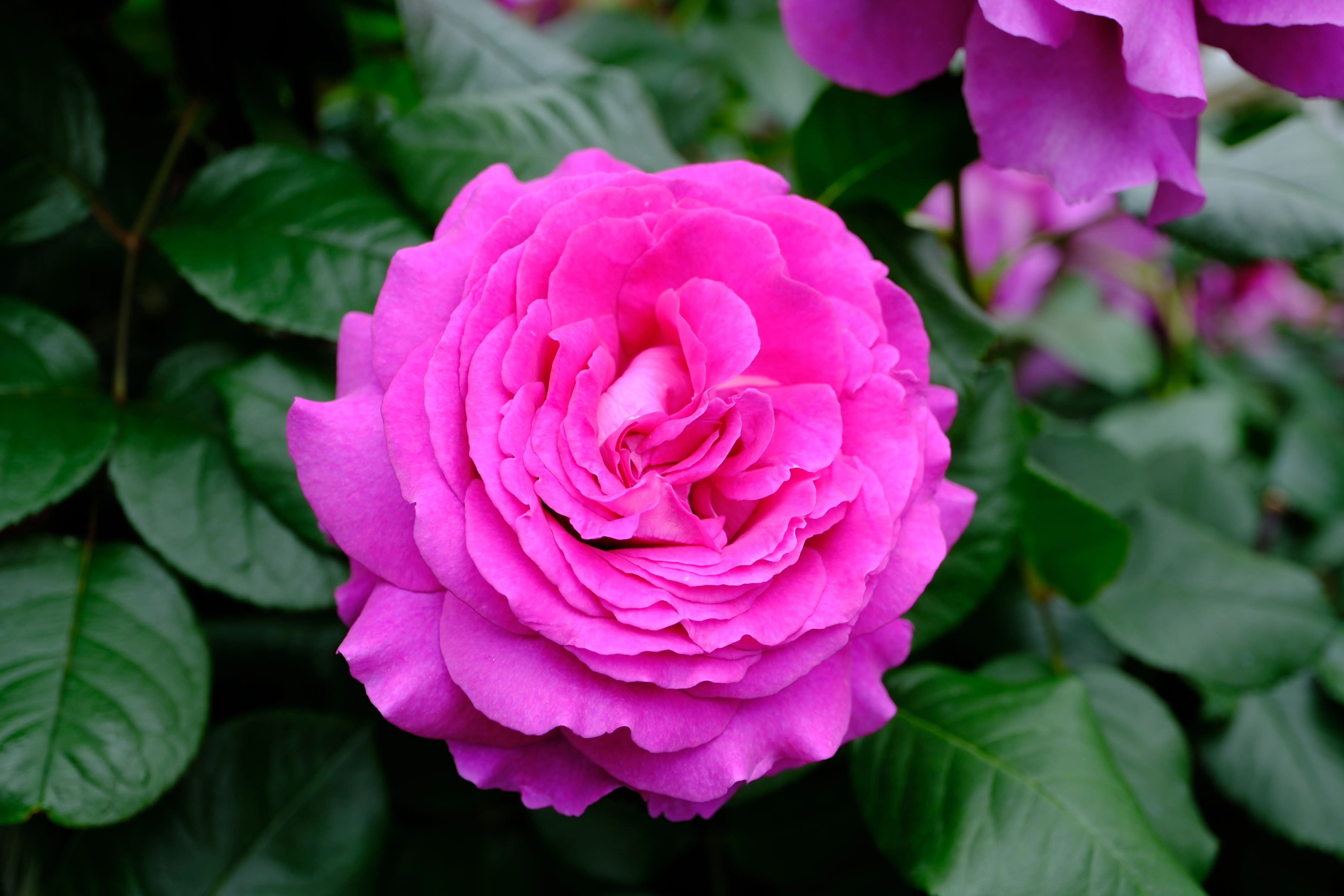 バラ園（3本） 📷X-T30III × 🌹中之島バラ園 ｜ 🇫🇷シャトルーズ・ドゥ・パルム