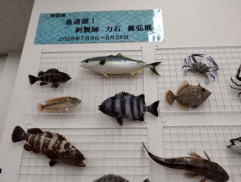 魚道部！ 剥製師 力石 眞弘展｜魚道部！/ 剥製師 力石眞弘 (ﾁｶﾗｲｼ ﾏｻﾋﾛ)