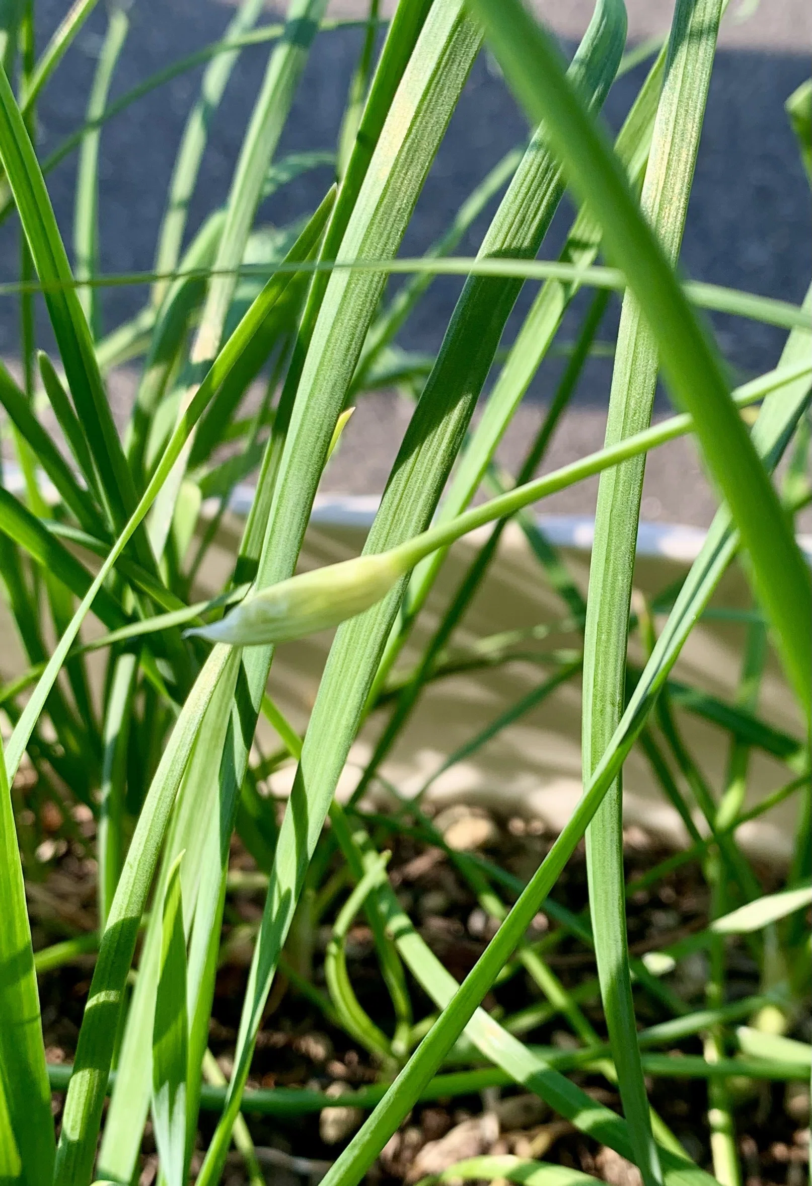 ニラを種からプランターで育て中。やっと芽が出てきた！｜育てる暮らし